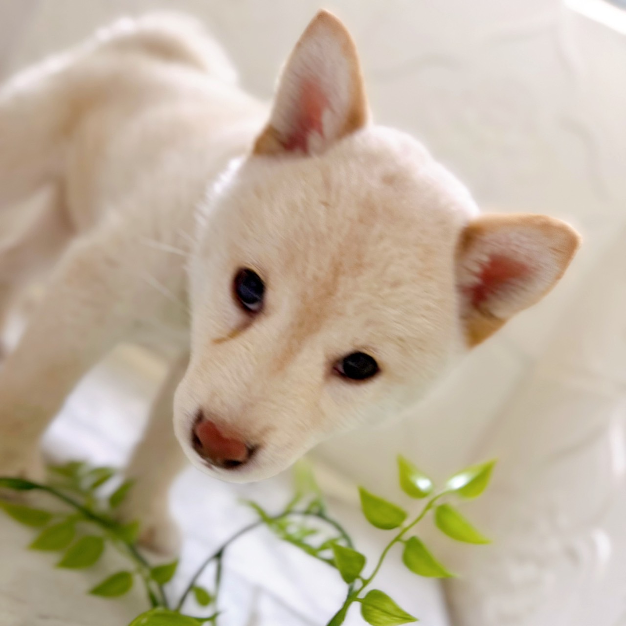 愛知県の柴犬(標準サイズ) (犬の家＆猫の里岡崎店/2025年12月28日生まれ/男の子/白)の子犬の3枚目の画像