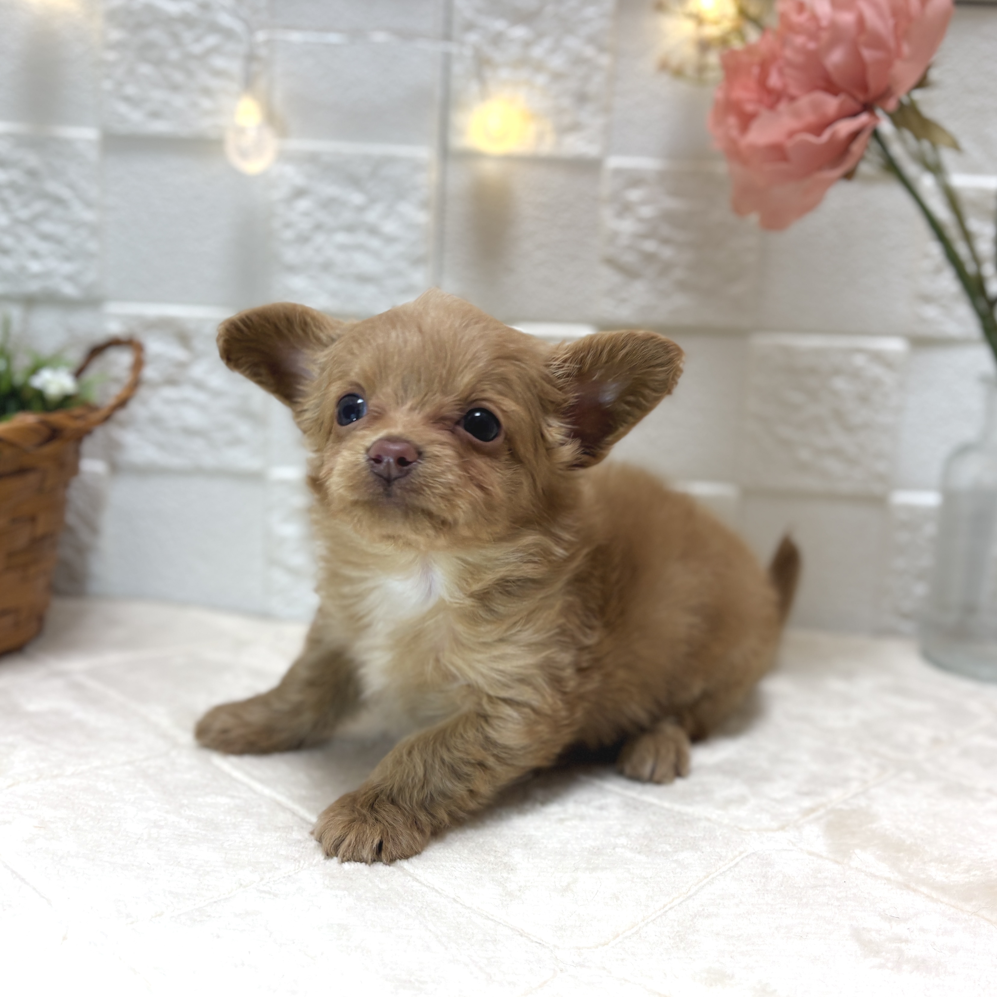 東京都のチワプー/プーチー(チワワ×プードル) (犬の家＆猫の里ペットフォレスト小平店/2025年12月30日生まれ/女の子/レッド)の子犬の3枚目の画像