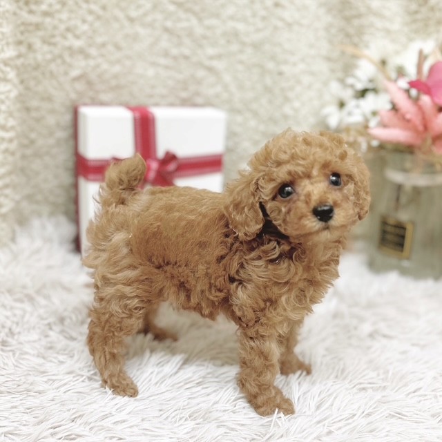 静岡県のトイプードル(トイ) (犬の家＆猫の里藤枝店/2025年12月29日生まれ/女の子/レッドフォーン)の子犬の3枚目の画像