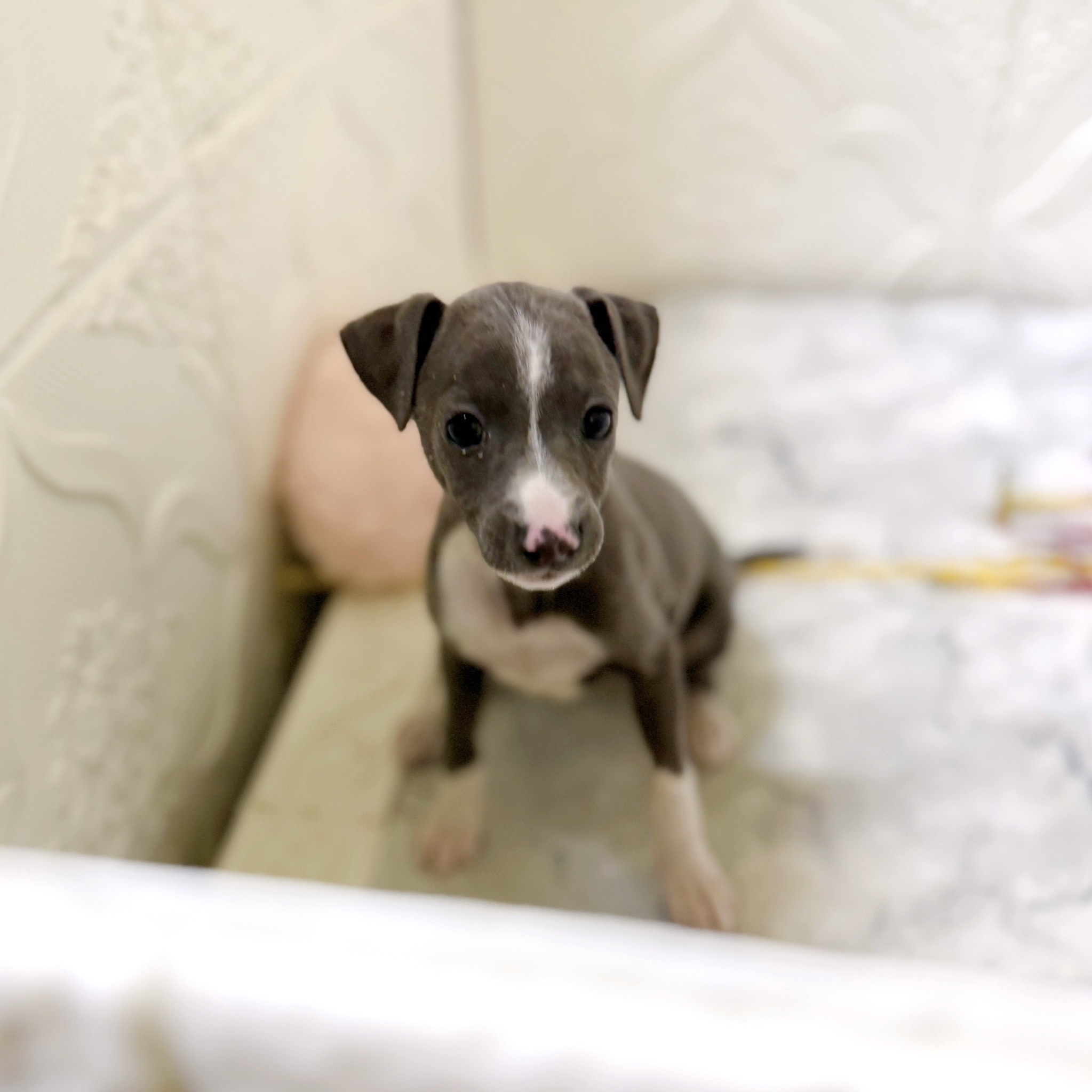 愛知県のイタリアングレーハウンド (犬の家＆猫の里岡崎店/2025年12月28日生まれ/女の子/ブルーホワイト)の子犬の3枚目の画像