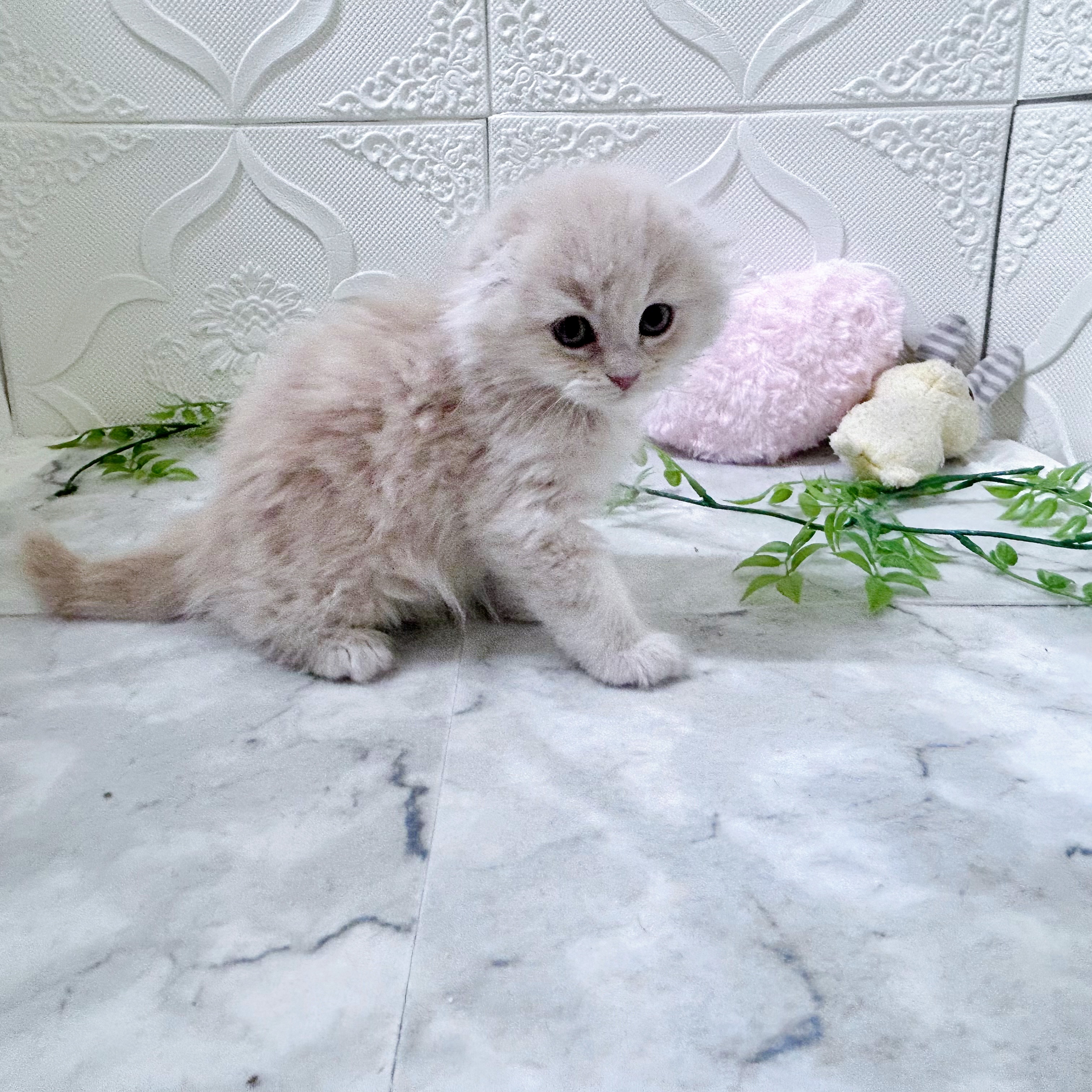 愛知県のスコティッシュフォールド (犬の家＆猫の里岡崎店/2025年12月30日生まれ/男の子/クリームタビー)の子猫の3枚目の画像