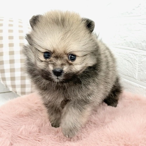 愛知県のポメラニアン (犬の家＆猫の里豊川インター店/2025年12月29日生まれ/女の子/オレンジ)の子犬の3枚目の画像