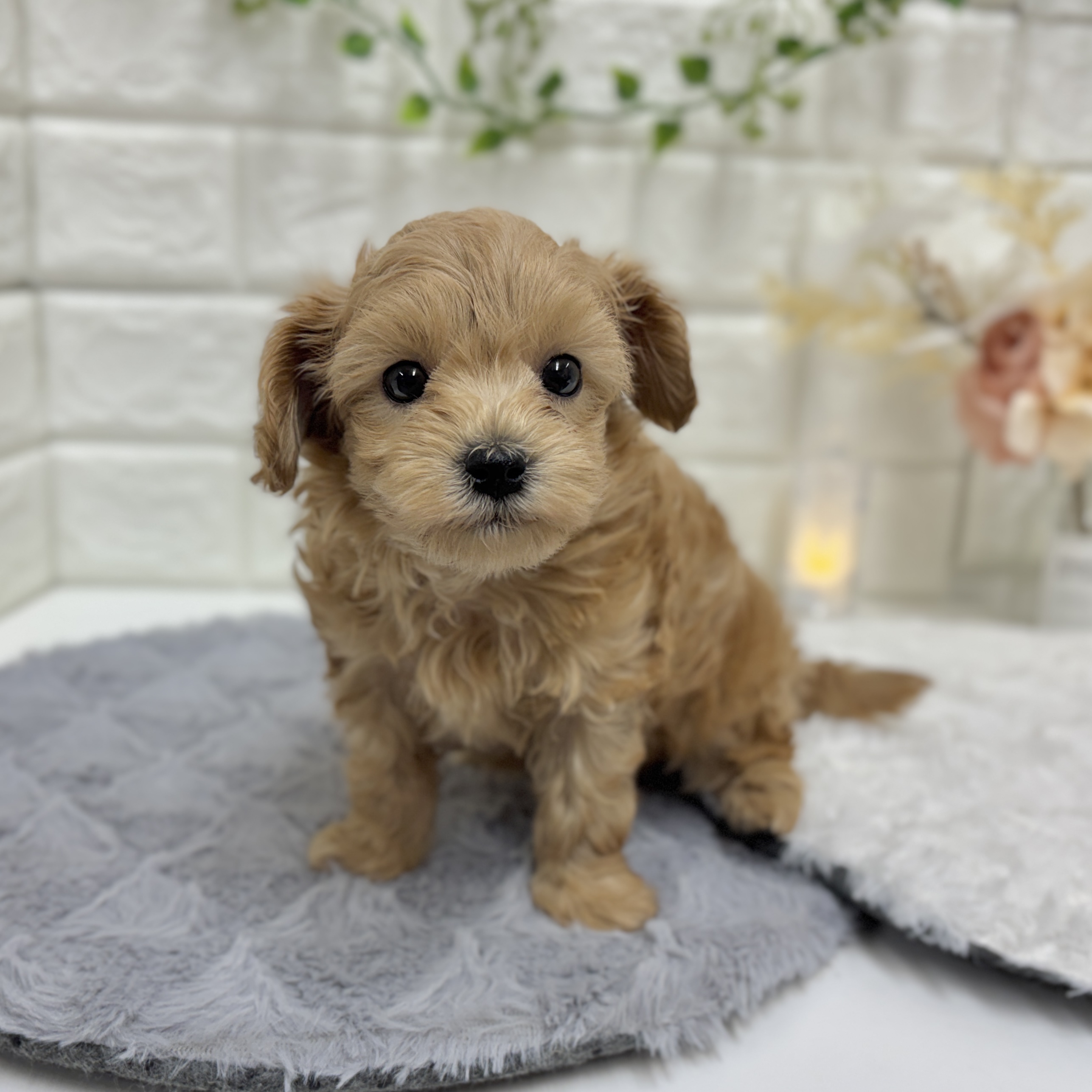 神奈川県のマルプー(マルチーズ×プードル) (犬の家＆猫の里相模原店/2025年12月28日生まれ/男の子/アプリコット)の子犬の3枚目の画像