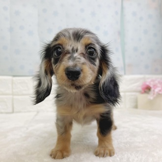 静岡県のミニチュアダックスフンド(ロング) (犬の家＆猫の里マークイズ静岡店/2025年12月30日生まれ/女の子/シルバーダップル)の子犬の3枚目の画像