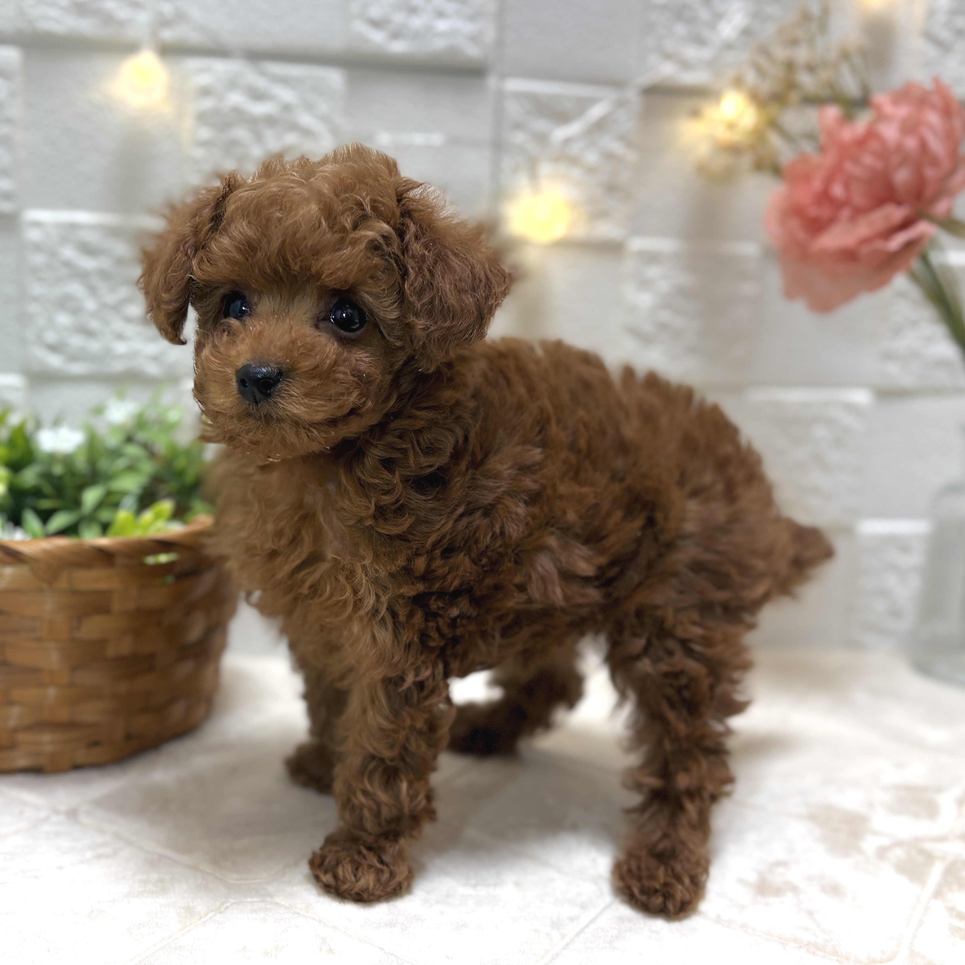 東京都のトイプードル(トイ) (犬の家＆猫の里ペットフォレスト小平店/2025年12月30日生まれ/女の子/レッド)の子犬の3枚目の画像