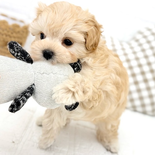 愛知県のマルプー(マルチーズ×プードル) (犬の家＆猫の里豊川インター店/2025年12月30日生まれ/女の子/クリーム)の子犬の3枚目の画像