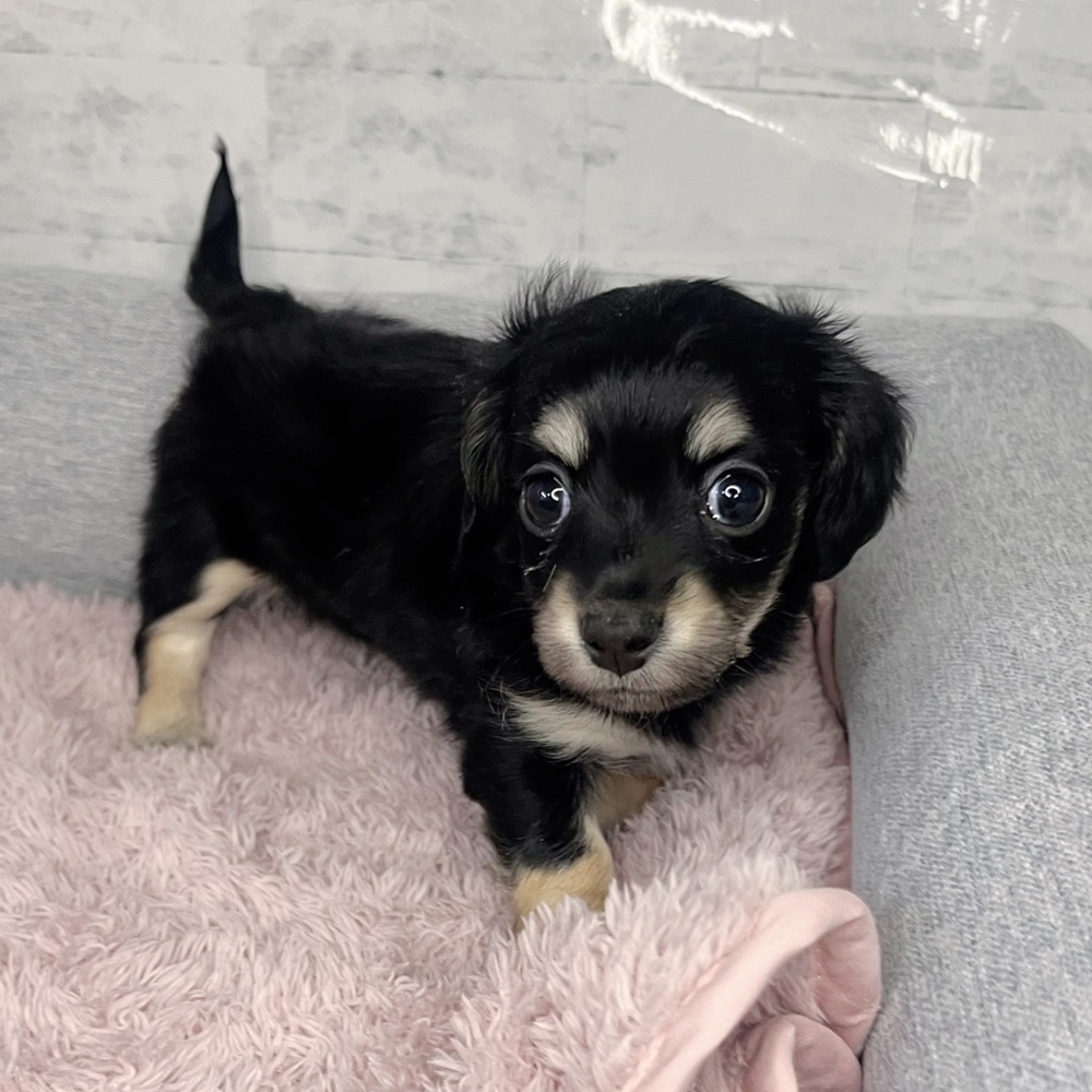 長野県のチワックス(チワワ×ダックス) (犬の家＆猫の里塩尻店/2025年12月29日生まれ/女の子/ブラックイエロー)の子犬の3枚目の画像