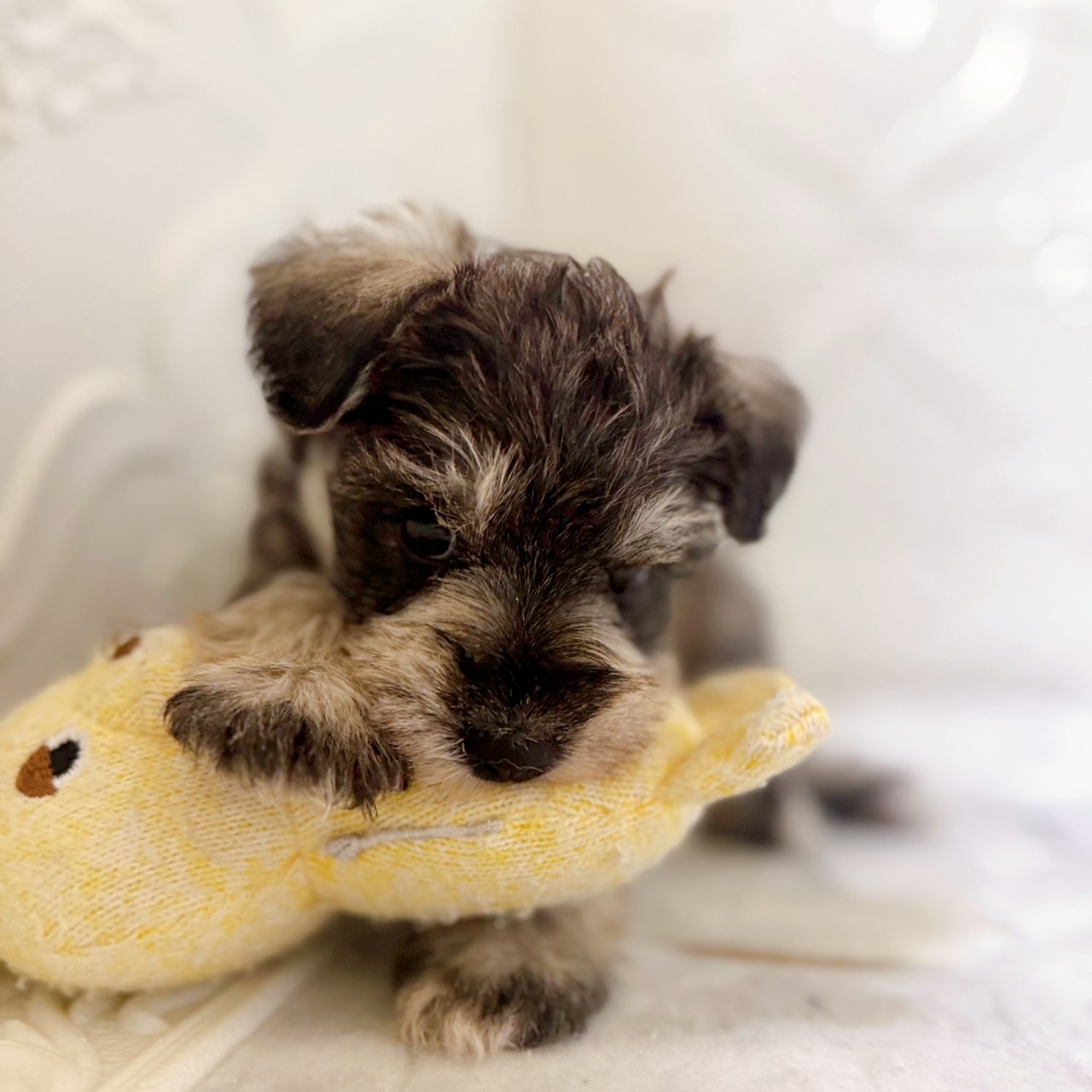 愛知県のミニチュアシュナウザー (犬の家＆猫の里岡崎店/2025年12月30日生まれ/女の子/ソルトペッパー)の子犬の3枚目の画像