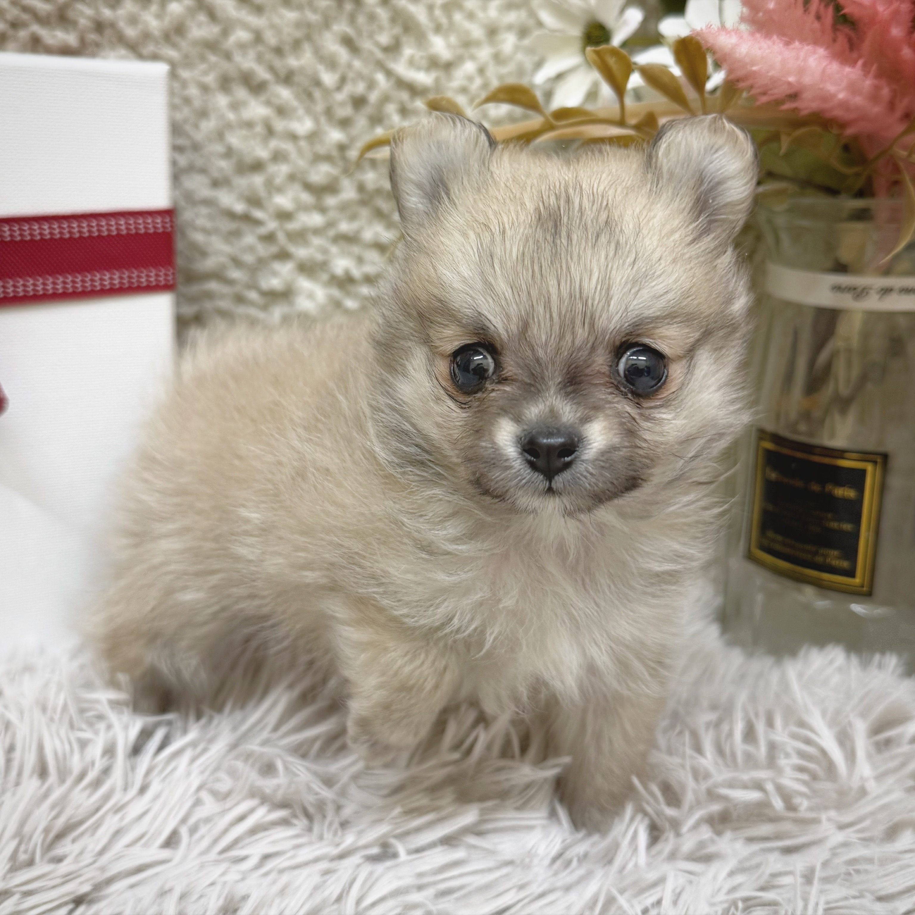 静岡県のポメチワ/チワポメ/ポメチー(ポメラニアン×チワワ) (犬の家＆猫の里藤枝店/2025年12月23日生まれ/女の子/オレンジ)の子犬の1枚目の画像