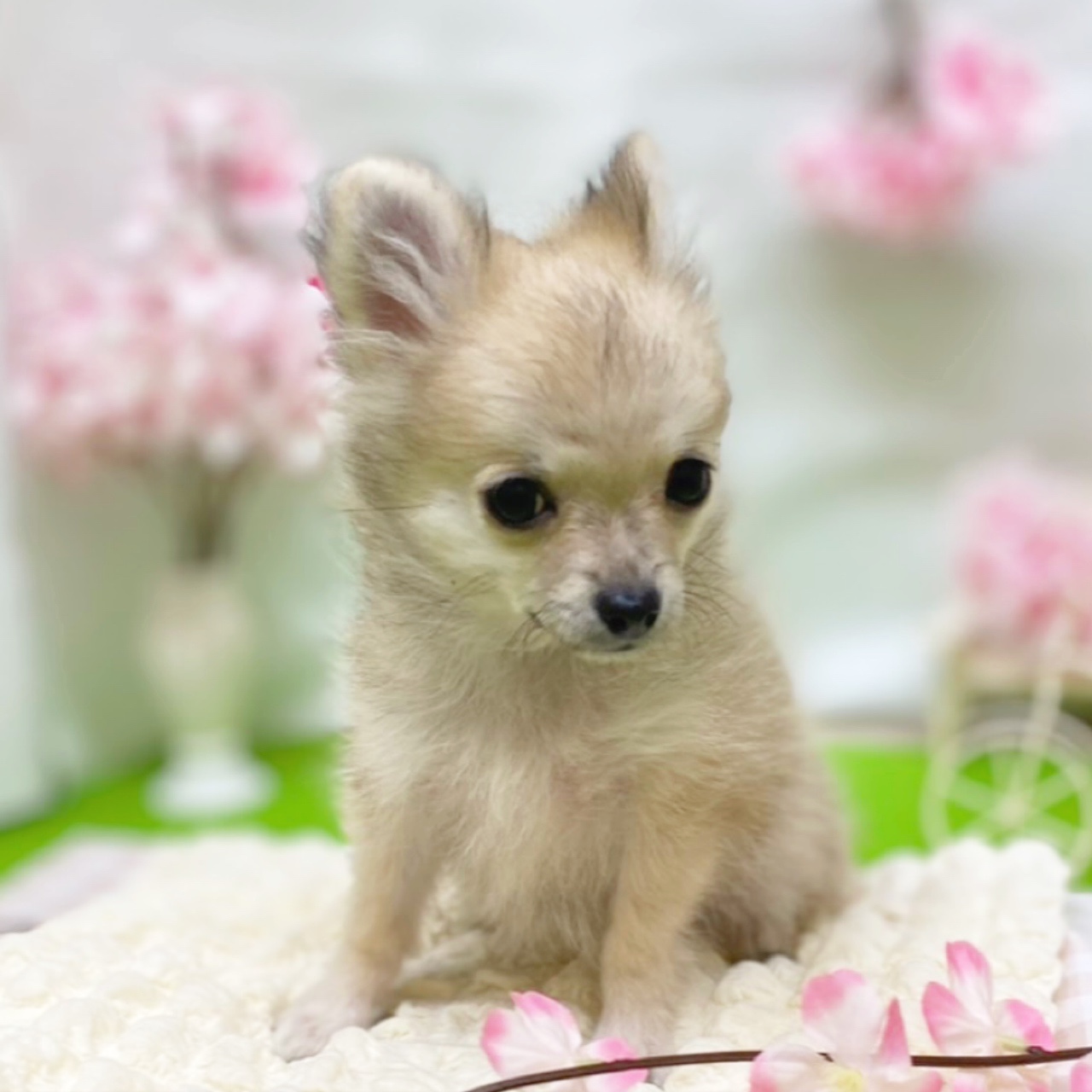 静岡県のポメチワ/チワポメ/ポメチー(ポメラニアン×チワワ) (犬の家＆猫の里藤枝店/2025年12月23日生まれ/女の子/オレンジ)の子犬の3枚目の画像