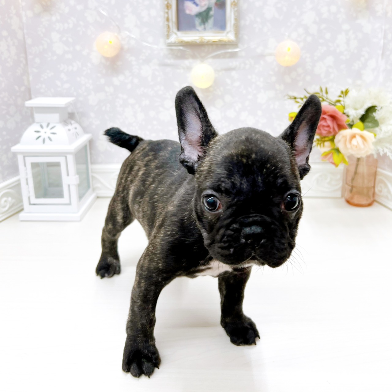 富山県のフレンチブルドッグ (犬の家＆猫の里アミーゴ山室店/2025年12月28日生まれ/女の子/ブリンドル)の子犬の3枚目の画像