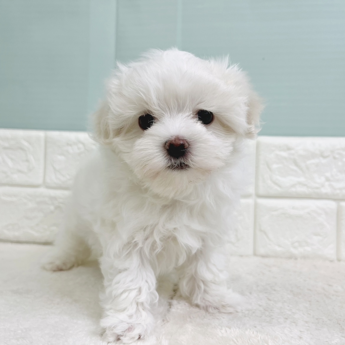 静岡県のマルチーズ (犬の家＆猫の里マークイズ静岡店/2025年12月29日生まれ/男の子/ホワイト)の子犬の3枚目の画像