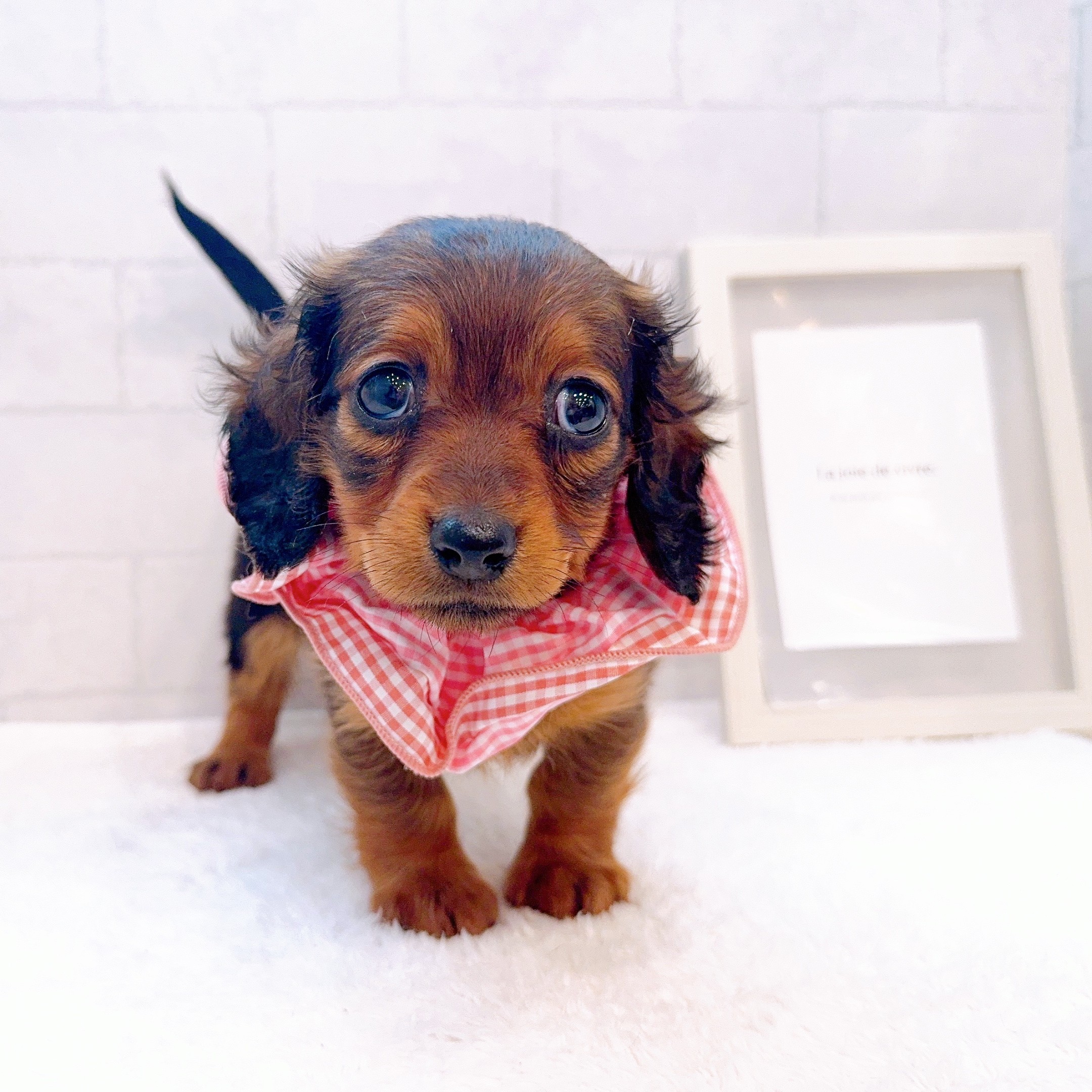 石川県のミニチュアダックスフンド(ロング) (犬の家＆猫の里金沢店/2025年12月29日生まれ/女の子/レッド)の子犬の3枚目の画像