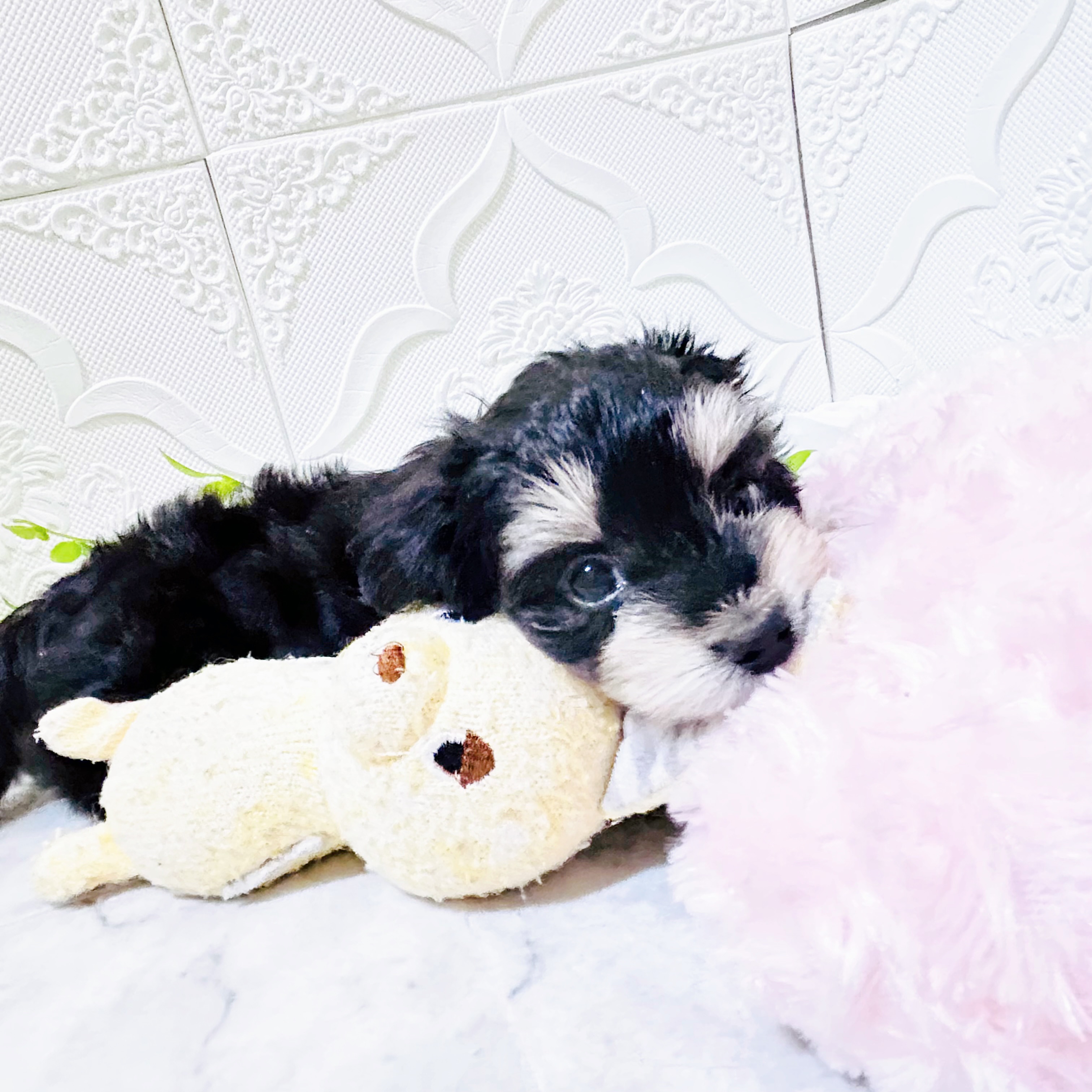 愛知県のマルックス(マルチーズ×ダックス) (犬の家＆猫の里岡崎店/2025年12月28日生まれ/女の子/ブラックタンホワイト)の子犬の3枚目の画像