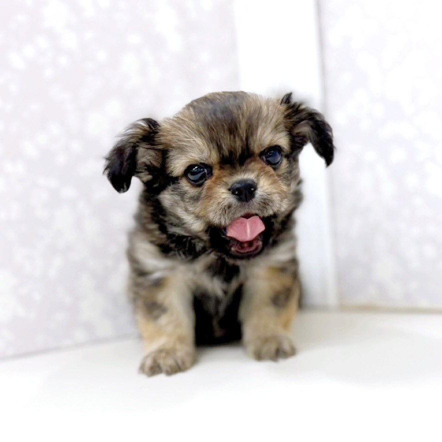 富山県のチワペキ/ペキチー/ペキチワ(チワワ×ペキニーズ) (犬の家＆猫の里アミーゴ高岡蓮花寺店/2025年12月28日生まれ/男の子/フォーン)の子犬の3枚目の画像