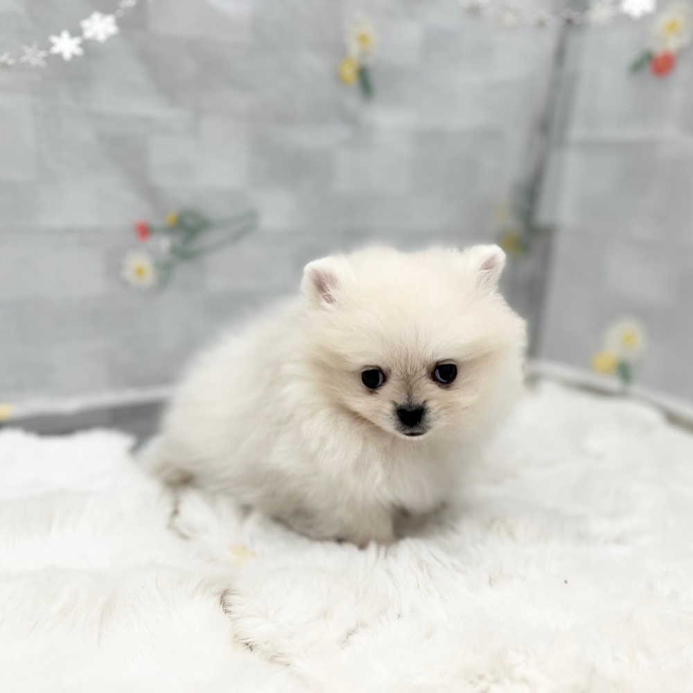 静岡県のポメラニアン (犬の家＆猫の里MEGAドン・キホーテ袋井店/2025年12月30日生まれ/男の子/クリーム)の子犬の3枚目の画像