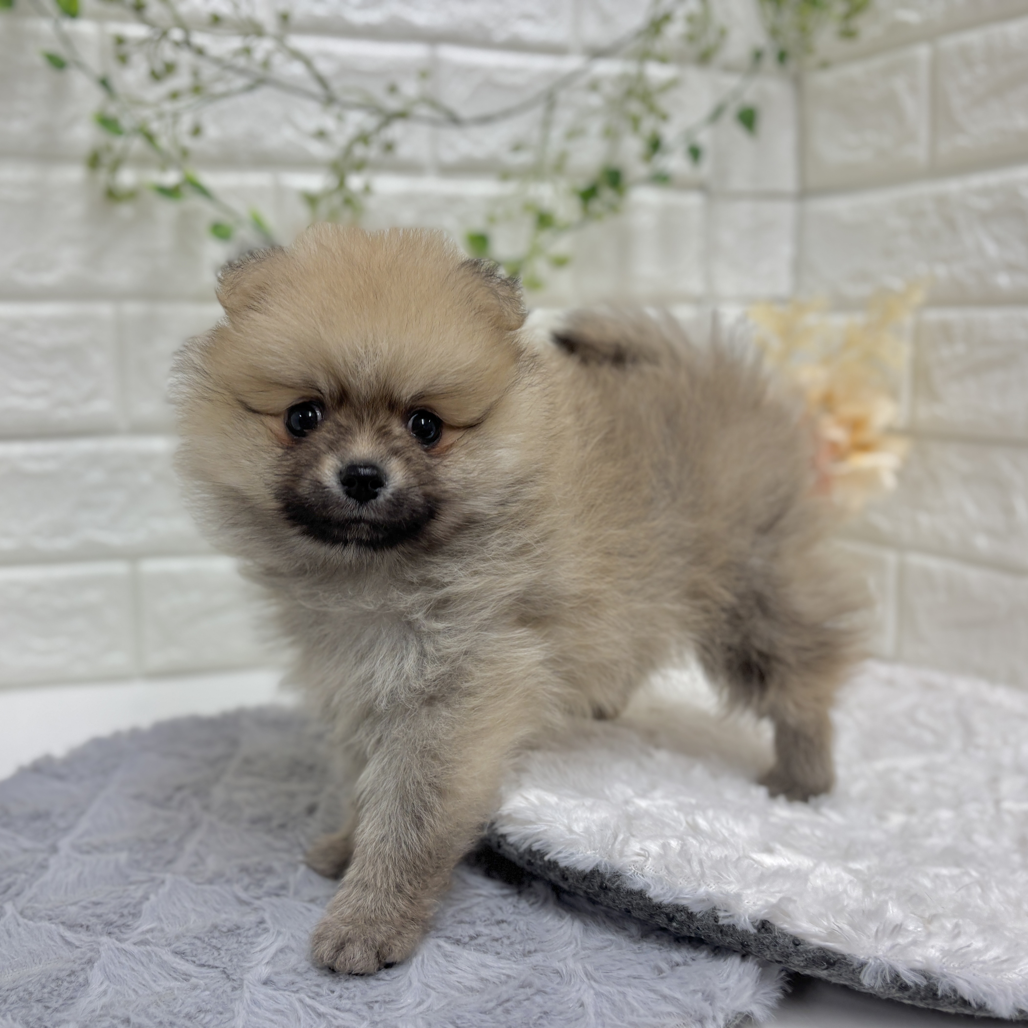 神奈川県のポメラニアン (犬の家＆猫の里相模原店/2025年12月30日生まれ/男の子/オレンジセーブル)の子犬の3枚目の画像