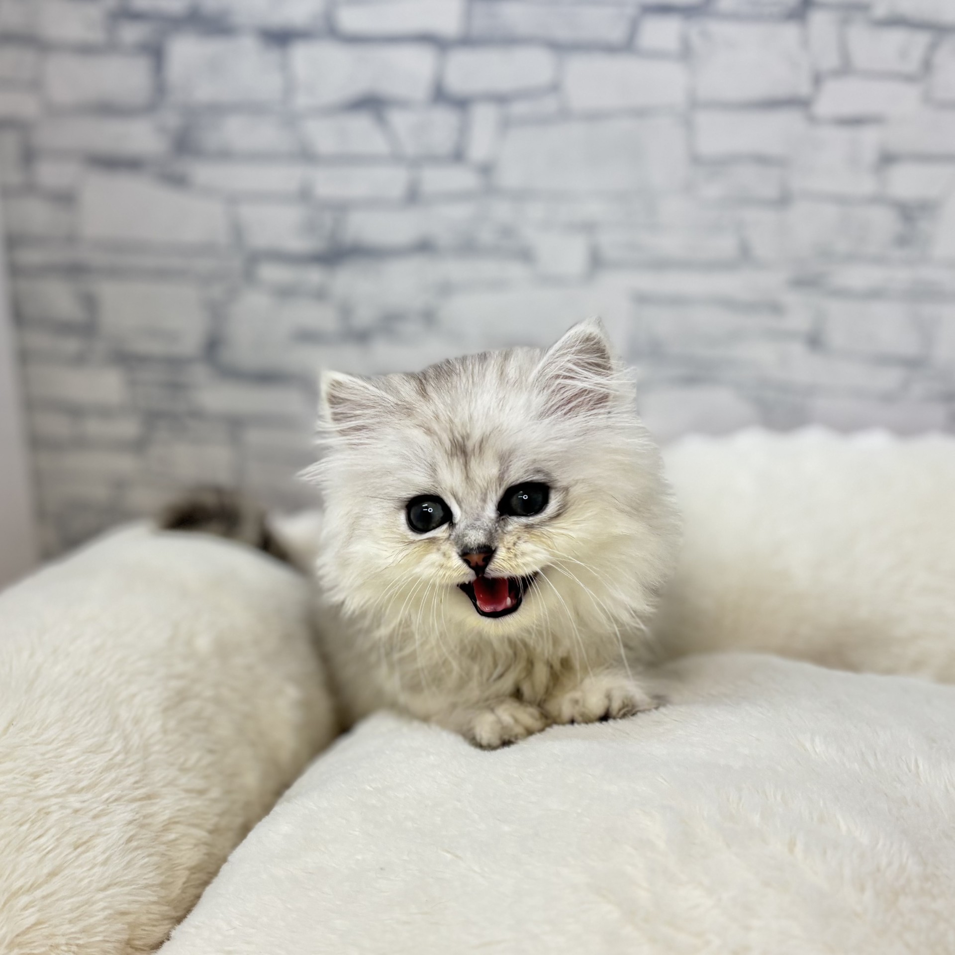 長野県のペルシャ (犬の家＆猫の里長野店/2025年12月28日生まれ/男の子/チンチラシルバー)の子猫の3枚目の画像