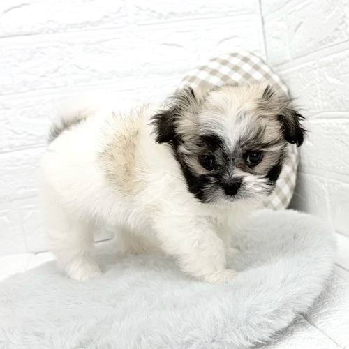 愛知県のペキマル/マルペキ(ペキニーズ×マルチーズ) (犬の家＆猫の里豊川インター店/2025年12月28日生まれ/男の子/パーティーカラー)の子犬の3枚目の画像