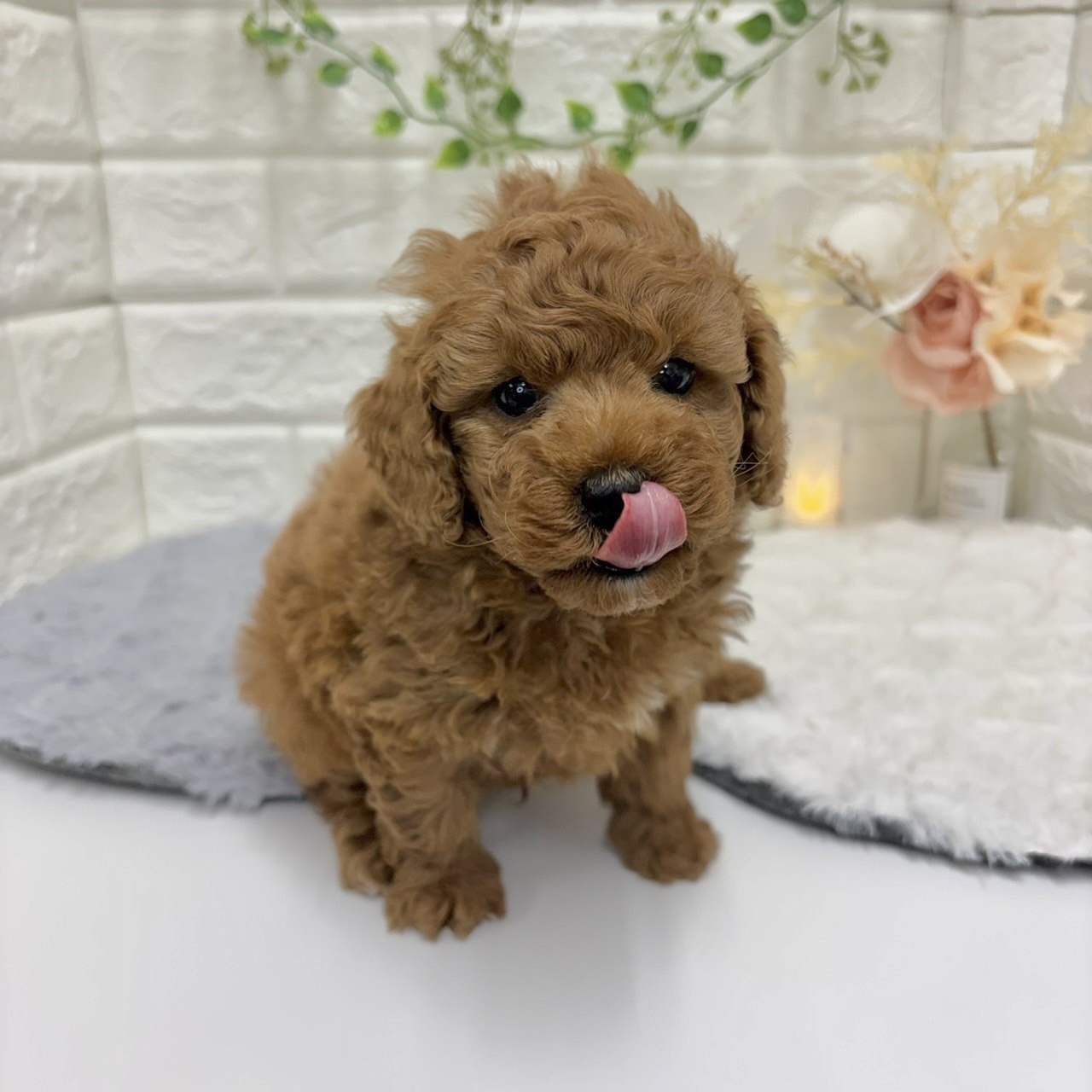 神奈川県のトイプードル(トイ) (犬の家＆猫の里相模原店/2025年12月30日生まれ/男の子/アプリコット)の子犬の3枚目の画像