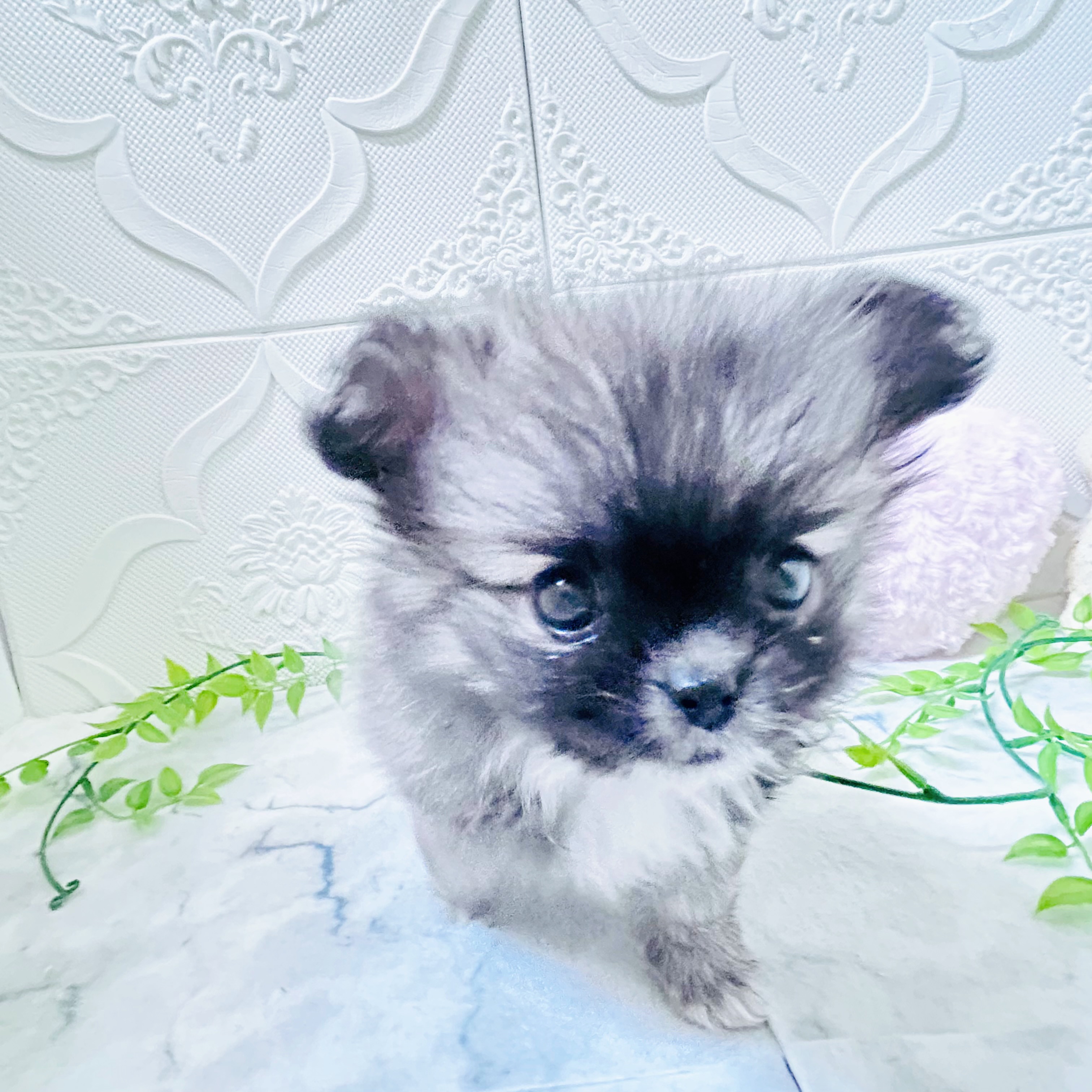 愛知県のペキポメ/ポメペキ(ペキニーズ×ポメラニアン) (犬の家＆猫の里岡崎店/2025年12月30日生まれ/女の子/フォーン)の子犬の3枚目の画像