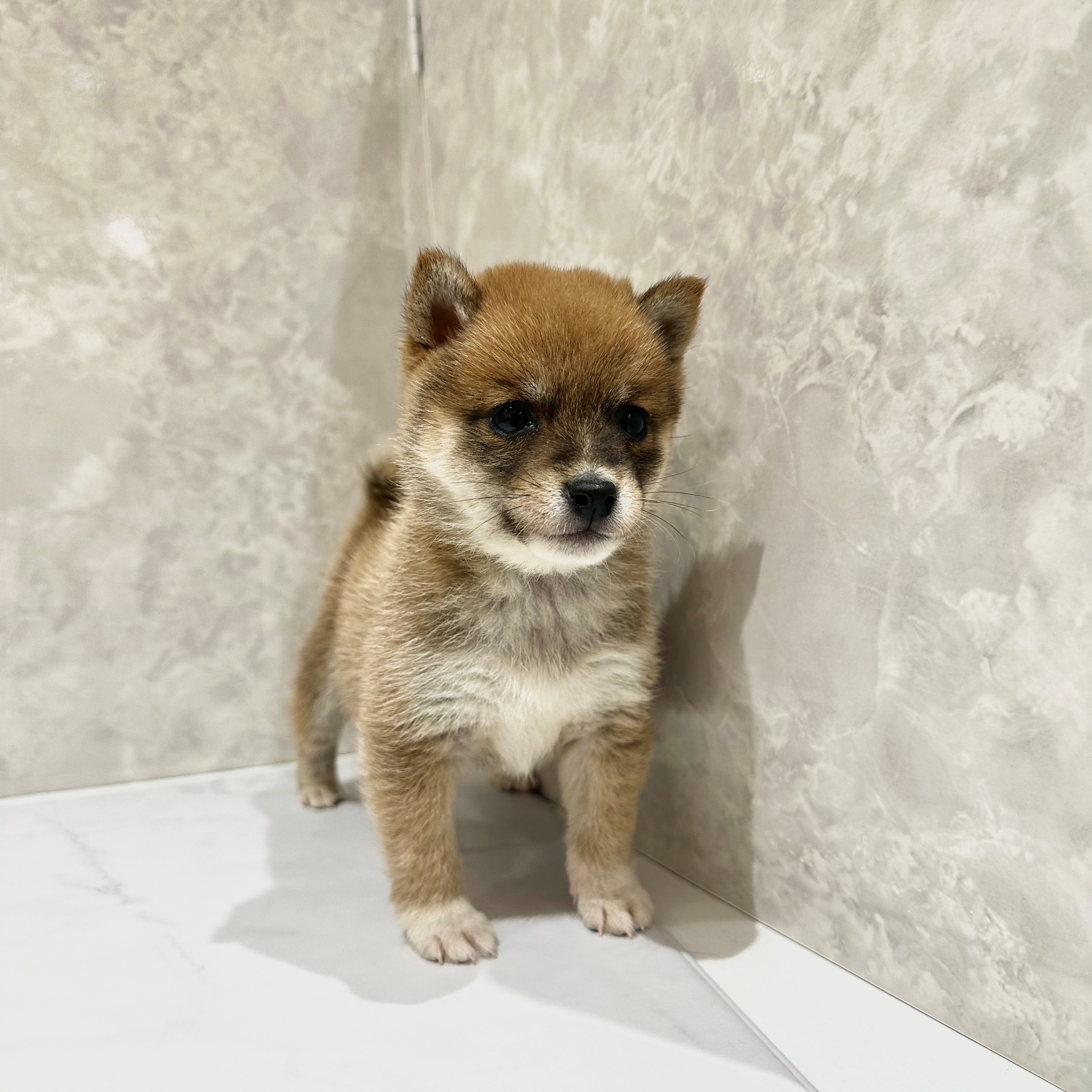 福岡県の豆柴 (犬の家＆猫の里くりえいと宗像店/2025年12月19日生まれ/女の子/赤)の子犬の3枚目の画像