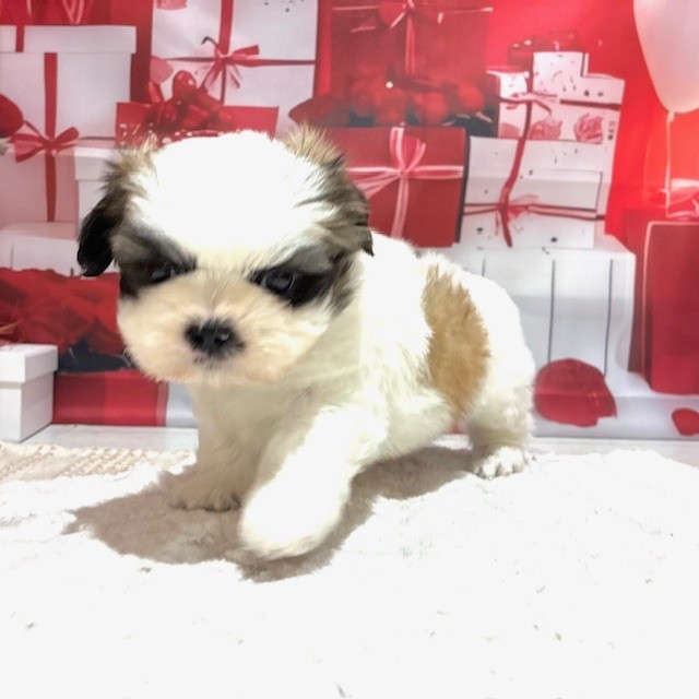 福岡県のシーズー (犬の家＆猫の里トリアス久山店/2025年12月30日生まれ/男の子/ホワイトゴールド)の子犬の3枚目の画像