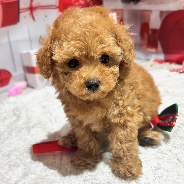 福岡県のトイプードル(トイ) (犬の家＆猫の里トリアス久山店/2025年12月30日生まれ/女の子/アプリコット)の子犬の3枚目の画像