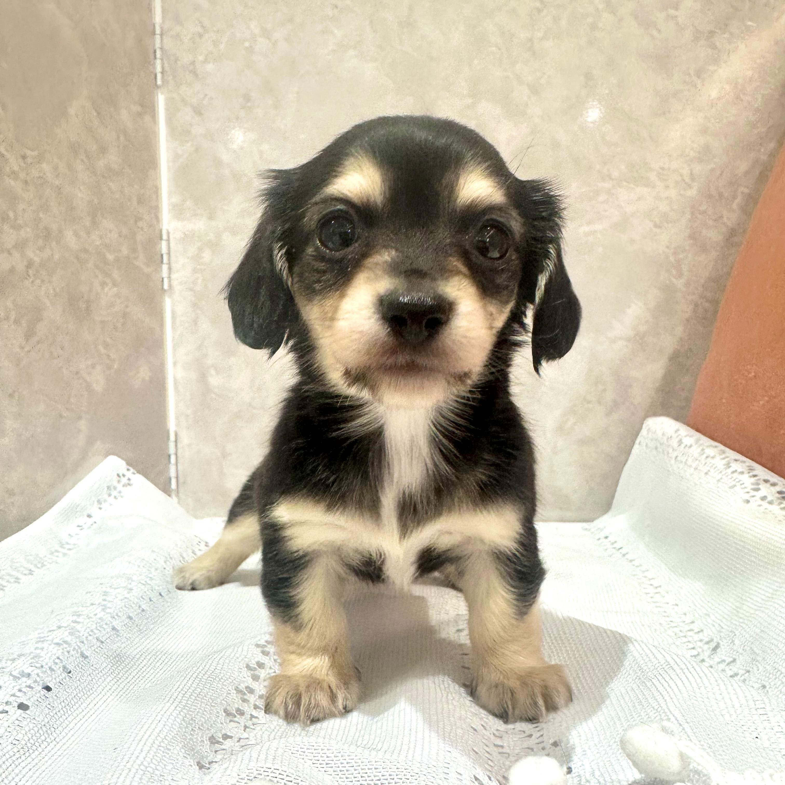 福岡県のチワックス(チワワ×ダックス) (犬の家＆猫の里くりえいと宗像店/2025年12月30日生まれ/女の子/ブラックイエロー)の子犬の3枚目の画像