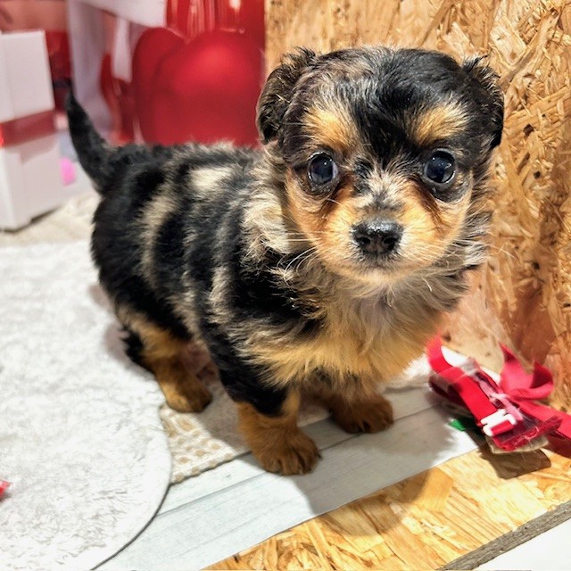 福岡県のチワックス(チワワ×ダックス) (犬の家＆猫の里トリアス久山店/2025年12月29日生まれ/女の子/シルバーダップル)の子犬の3枚目の画像