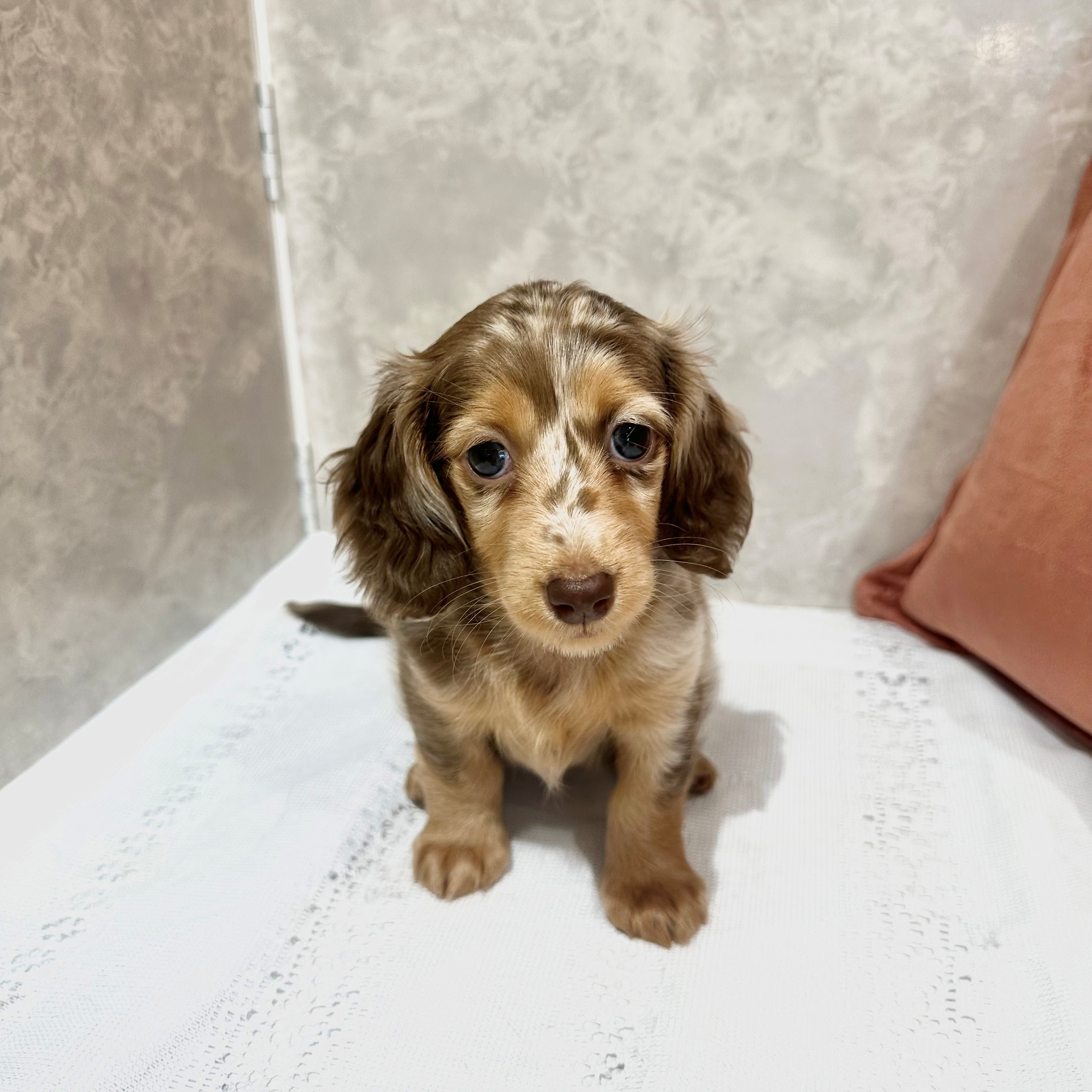 福岡県のミニチュアダックスフンド(ロング) (犬の家＆猫の里くりえいと宗像店/2025年12月28日生まれ/女の子/チョコレートダップル)の子犬の3枚目の画像