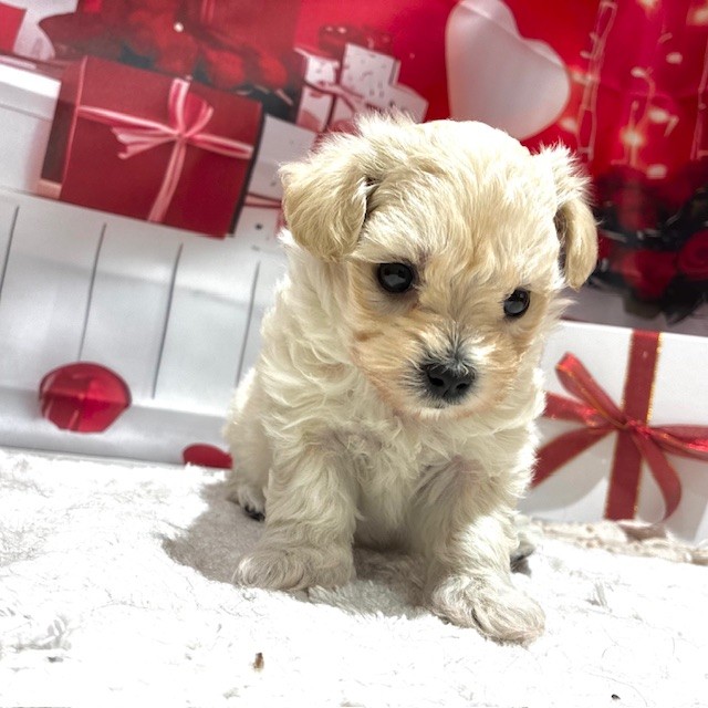 福岡県のポメプー(ポメラニアン×プードル) (犬の家＆猫の里トリアス久山店/2025年12月27日生まれ/女の子/クリーム)の子犬の3枚目の画像