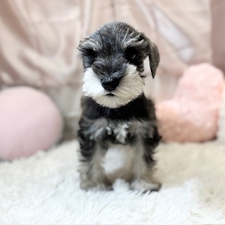 兵庫県のミニチュアシュナウザー (犬の家＆猫の里カナート西神戸店/2025年12月23日生まれ/男の子/ソルトペッパー)の子犬の3枚目の画像