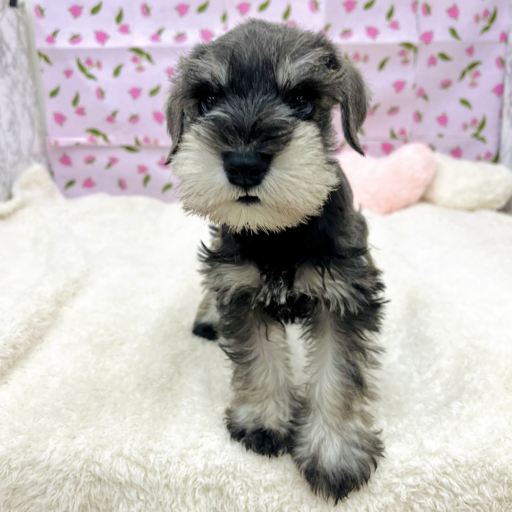 愛知県のミニチュアシュナウザー (犬の家＆猫の里エアポートウォーク店/2025年12月23日生まれ/男の子/ソルトペッパー)の子犬の3枚目の画像