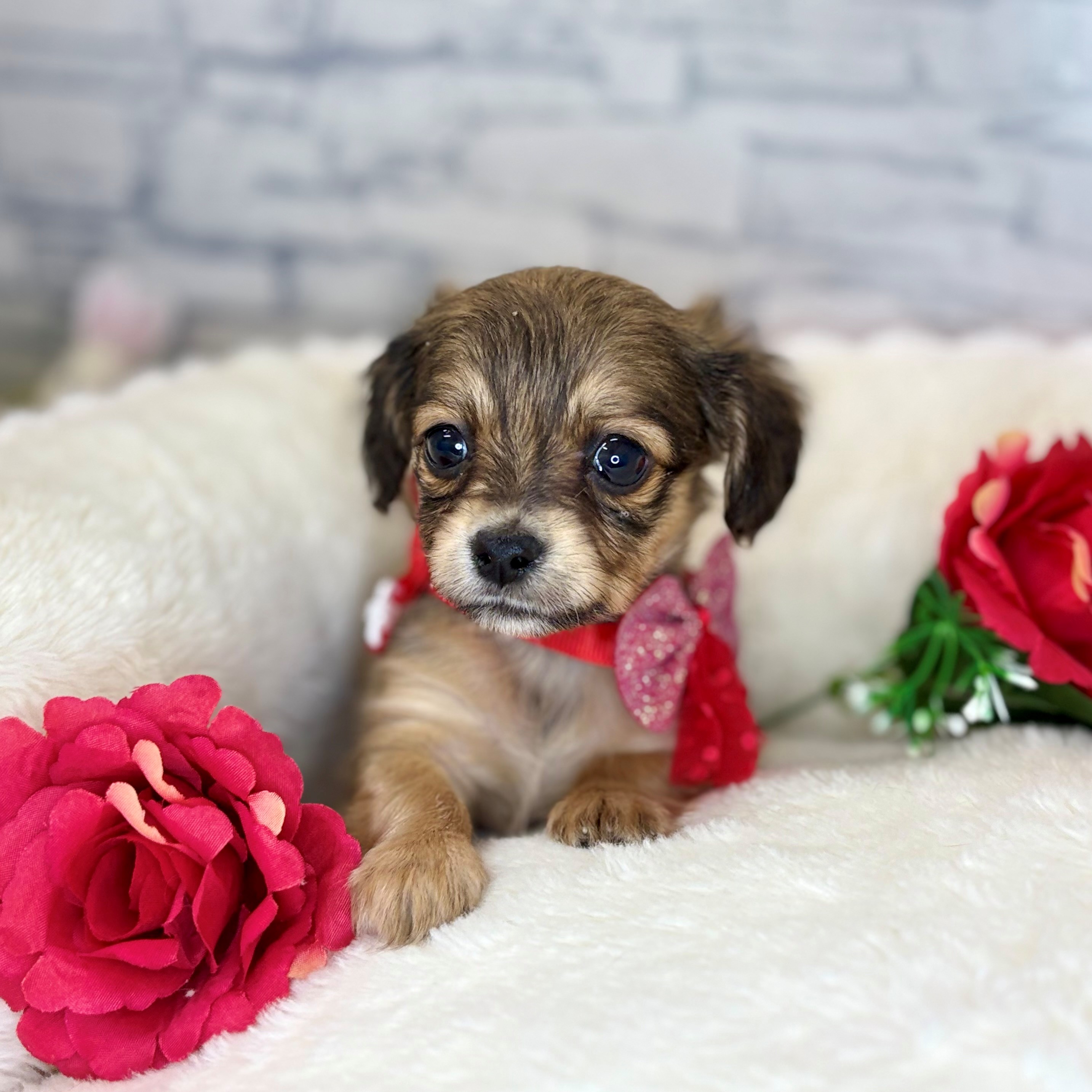 ハーフ犬女の子の写真