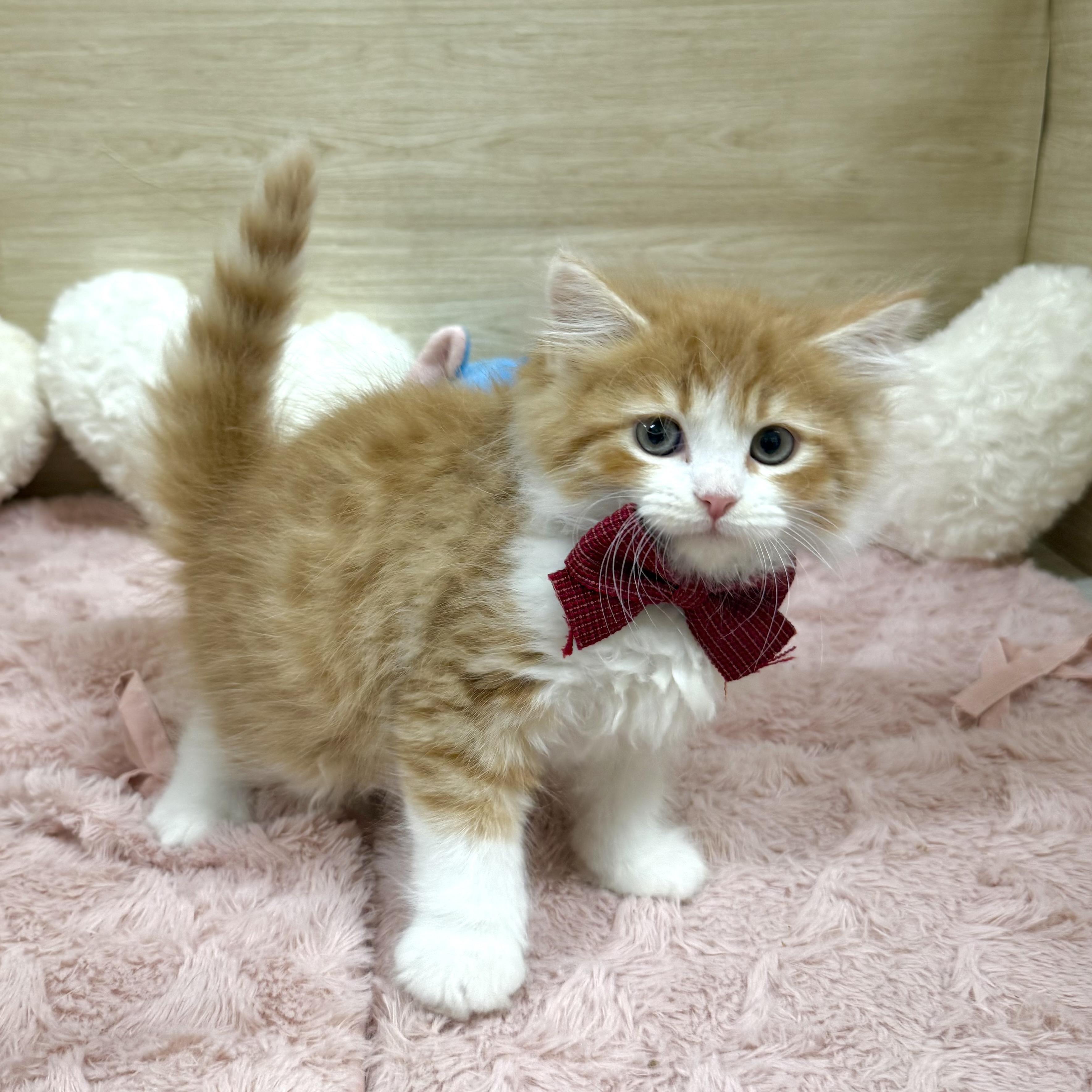 大阪府のサイベリアン (犬の家＆猫の里そよら東岸和田店/2025年12月29日生まれ/男の子/レッドタビーホワイト)の子猫の3枚目の画像