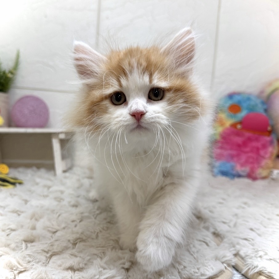 兵庫県のサイベリアン (犬の家＆猫の里ゆめタウン姫路店/2025年12月29日生まれ/男の子/レッドタビーホワイト)の子猫の3枚目の画像