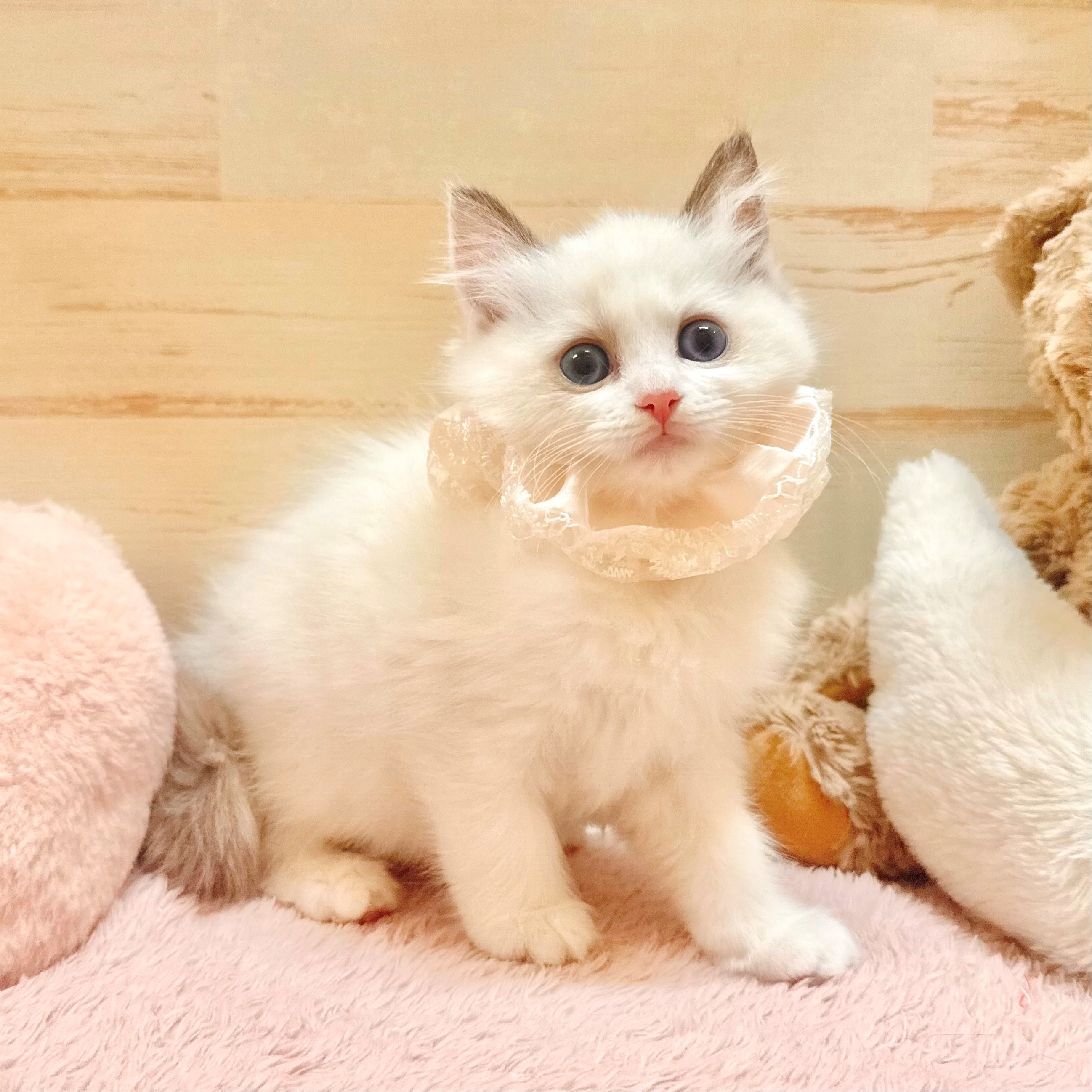 兵庫県のラグドール (犬の家＆猫の里神戸店/2025年12月28日生まれ/女の子/シールポイントバイカラー)の子猫の3枚目の画像