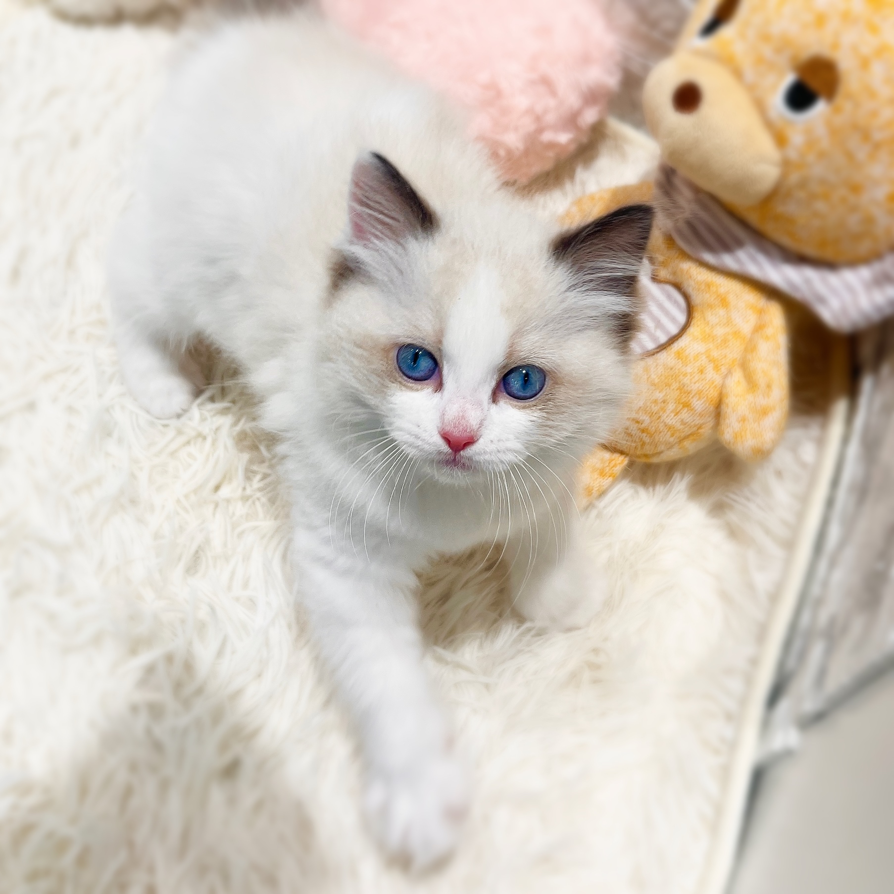 愛知県のラグドール (犬の家＆猫の里MiO香久山店/2025年12月28日生まれ/女の子/シールポイントバイカラー)の子猫の3枚目の画像