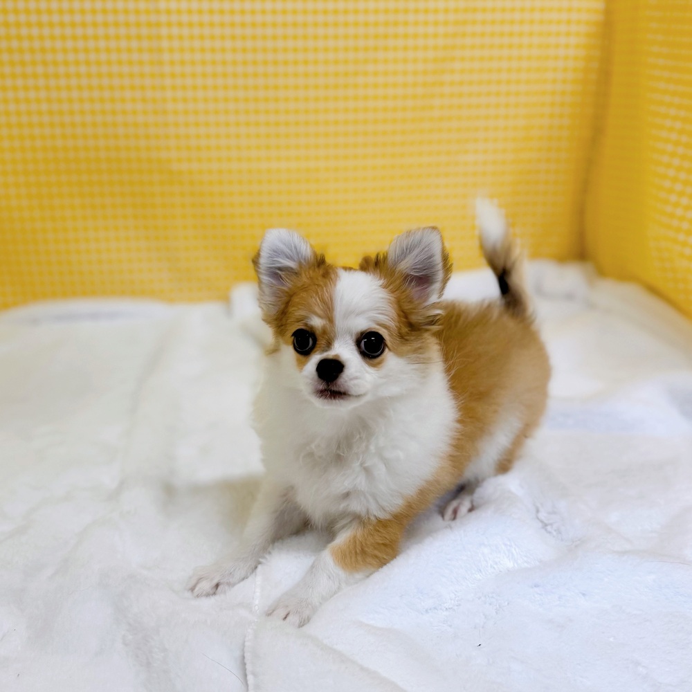 愛知県のチワワ(ロング) (犬の家＆猫の里一宮店/2025年12月30日生まれ/男の子/フォーンホワイト)の子犬の3枚目の画像