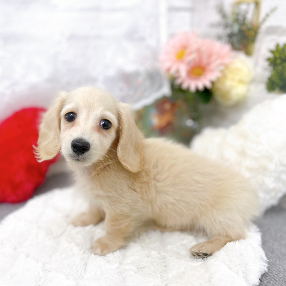 京都府のカニンヘンダックスフンド(ロング) (犬の家＆猫の里京都樟葉店/2025年12月30日生まれ/男の子/イエロー)の子犬の3枚目の画像