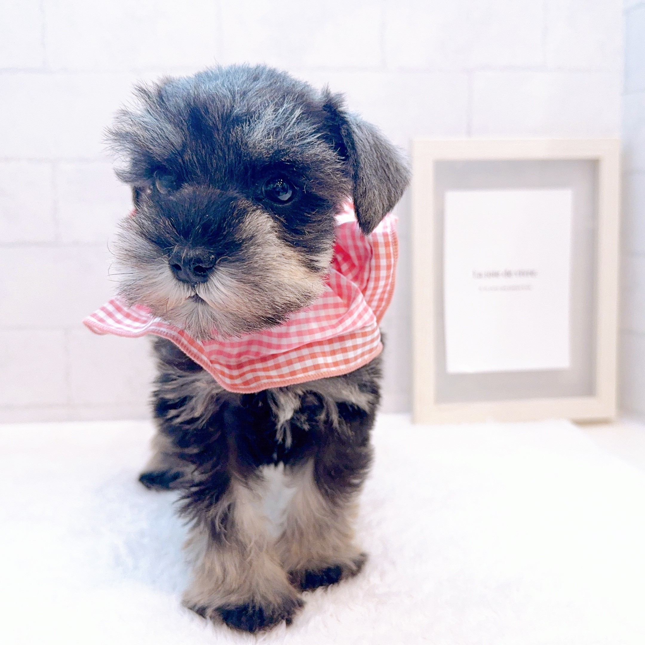 石川県のミニチュアシュナウザー (犬の家＆猫の里金沢店/2025年12月23日生まれ/女の子/ソルトペッパー)の子犬の3枚目の画像