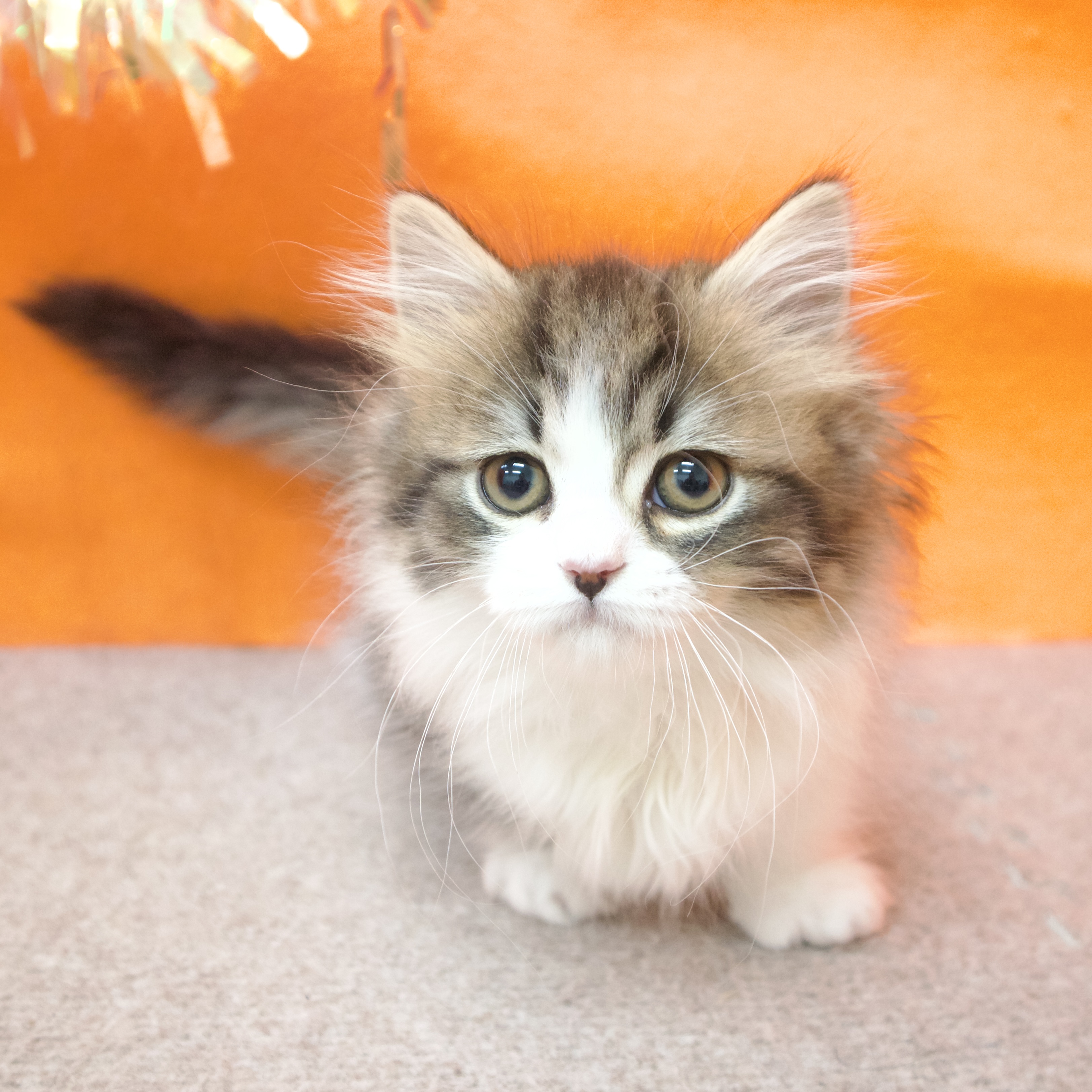 大阪府のミヌエット (犬の家＆猫の里吹田店/2025年12月18日生まれ/男の子/ブラウンタビーホワイト)の子猫の1枚目の画像