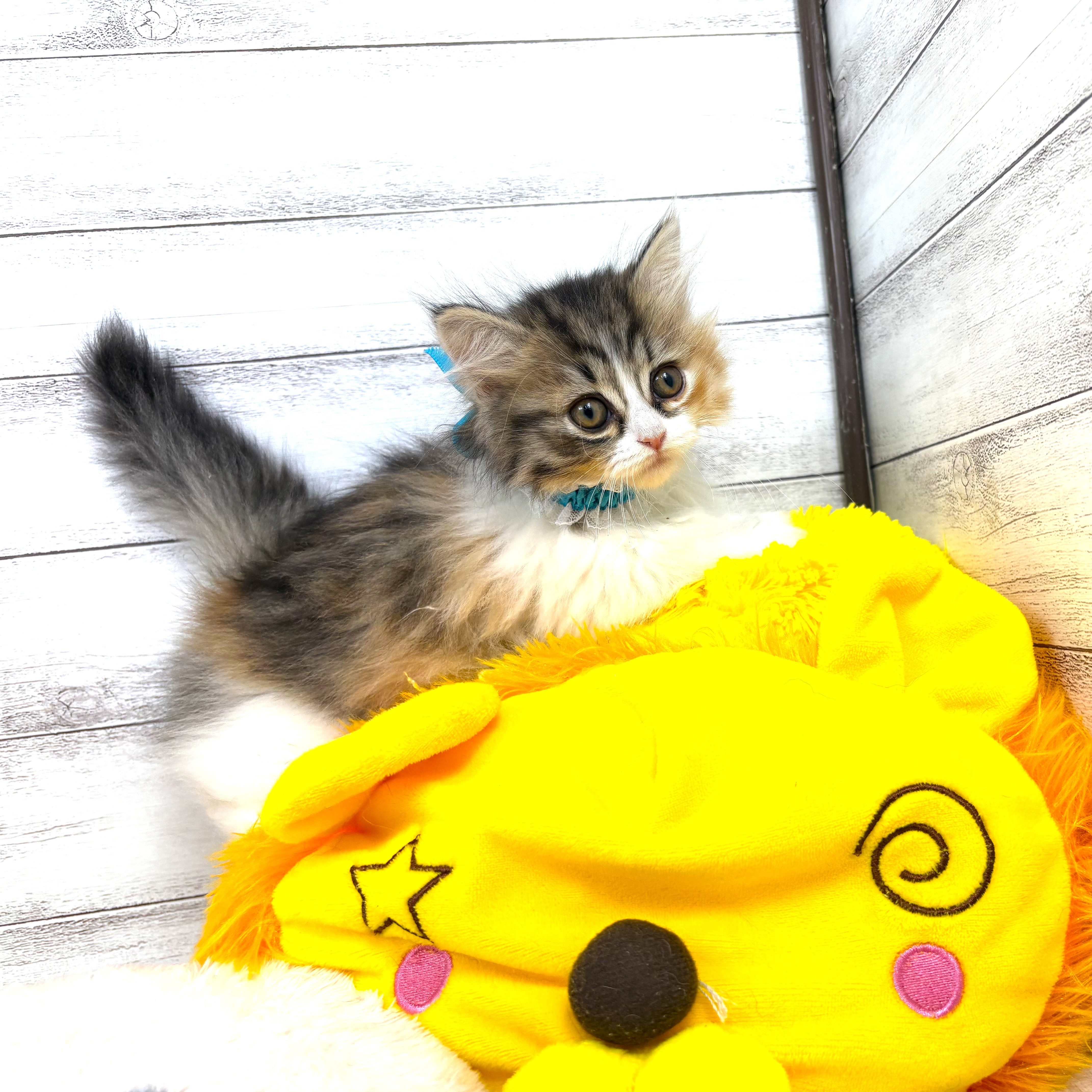 兵庫県のミヌエット (犬の家＆猫の里川西店/2025年12月18日生まれ/女の子/ブラウンパッチドタビーホワイト)の子猫の3枚目の画像