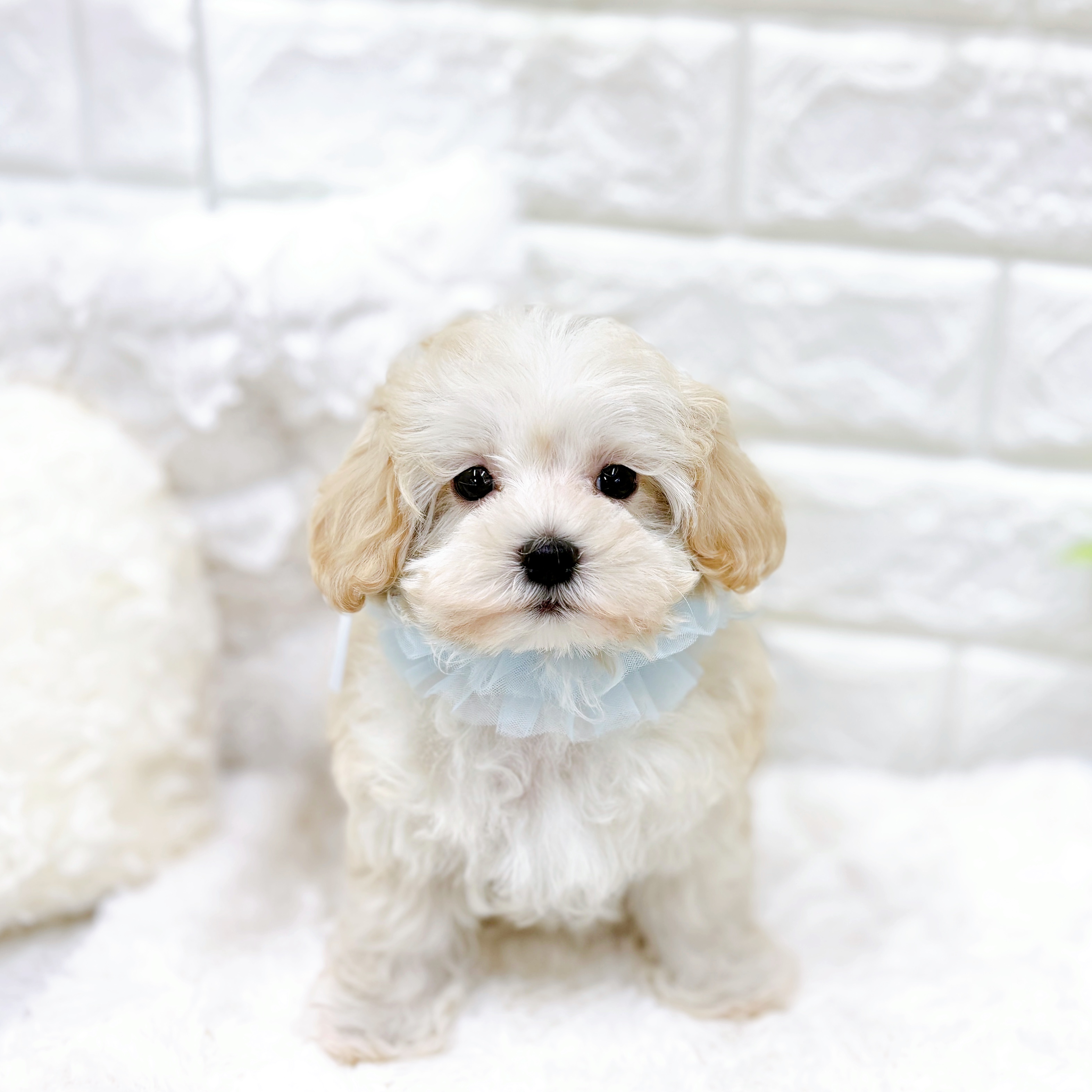 福井県のマルプー(マルチーズ×プードル) (犬の家＆猫の里アミーゴ福井店/2025年12月29日生まれ/男の子/クリーム)の子犬の3枚目の画像