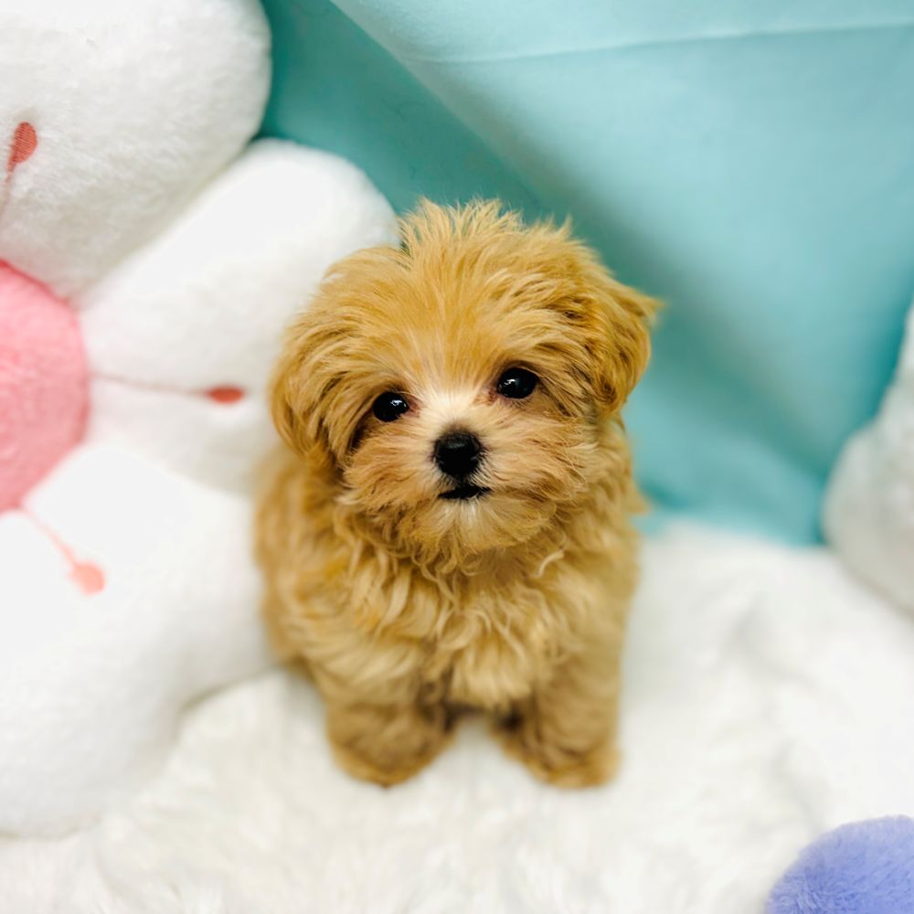 愛知県のマルプー(マルチーズ×プードル) (犬の家＆猫の里愛知刈谷店/2025年12月20日生まれ/男の子/アプリコット)の子犬の3枚目の画像