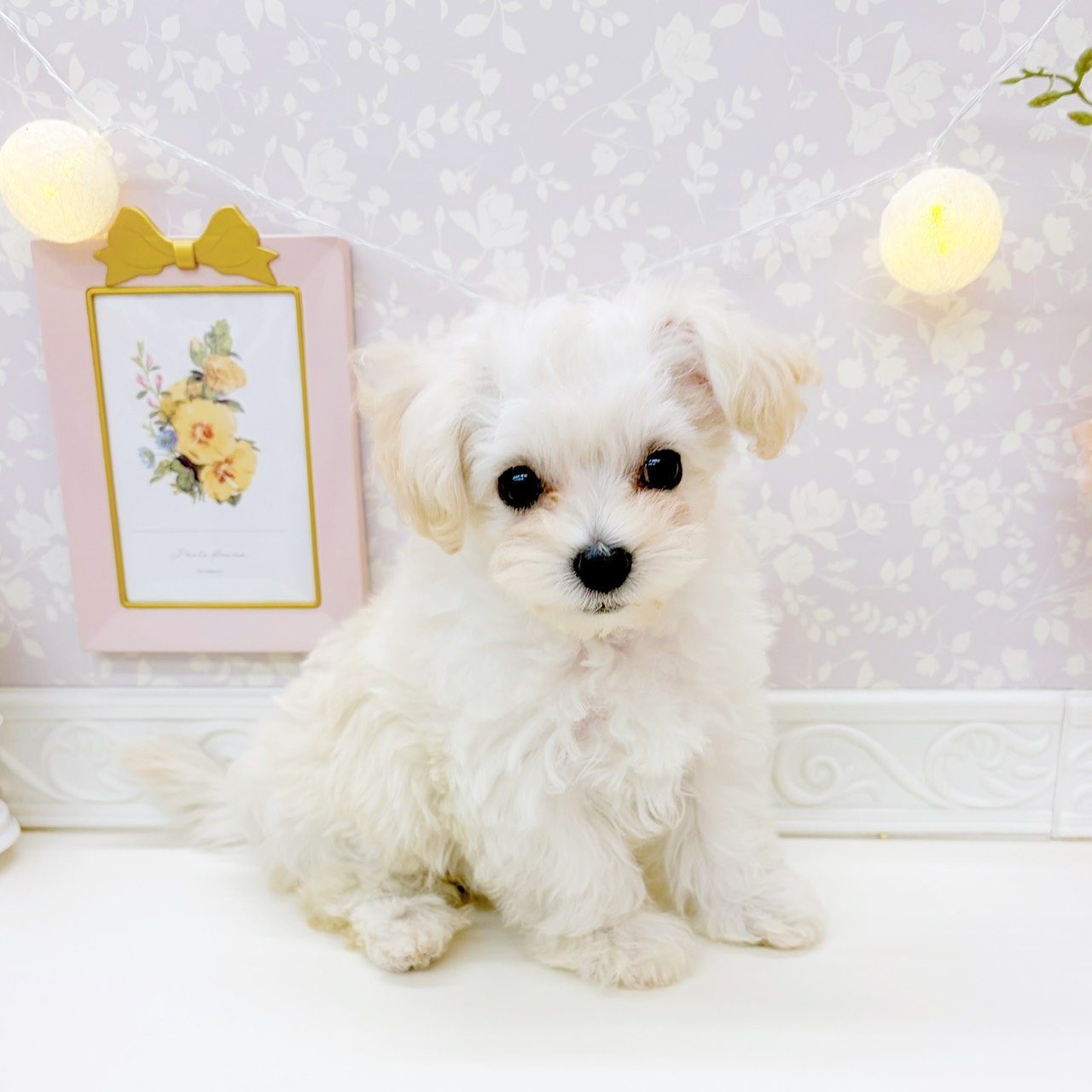 富山県のマルプー(マルチーズ×プードル) (犬の家＆猫の里富山店/2025年12月29日生まれ/女の子/クリームホワイト)の子犬の3枚目の画像