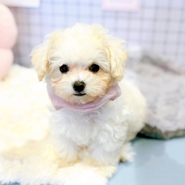 福井県のマルプー(マルチーズ×プードル) (犬の家＆猫の里福井店/2025年12月29日生まれ/女の子/クリームホワイト)の子犬の3枚目の画像