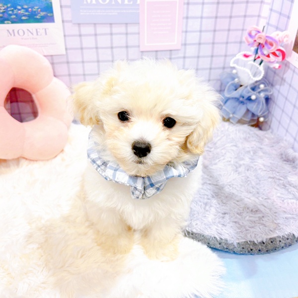 福井県のマルプー(マルチーズ×プードル) (犬の家＆猫の里福井店/2025年12月29日生まれ/男の子/クリームホワイト)の子犬の3枚目の画像