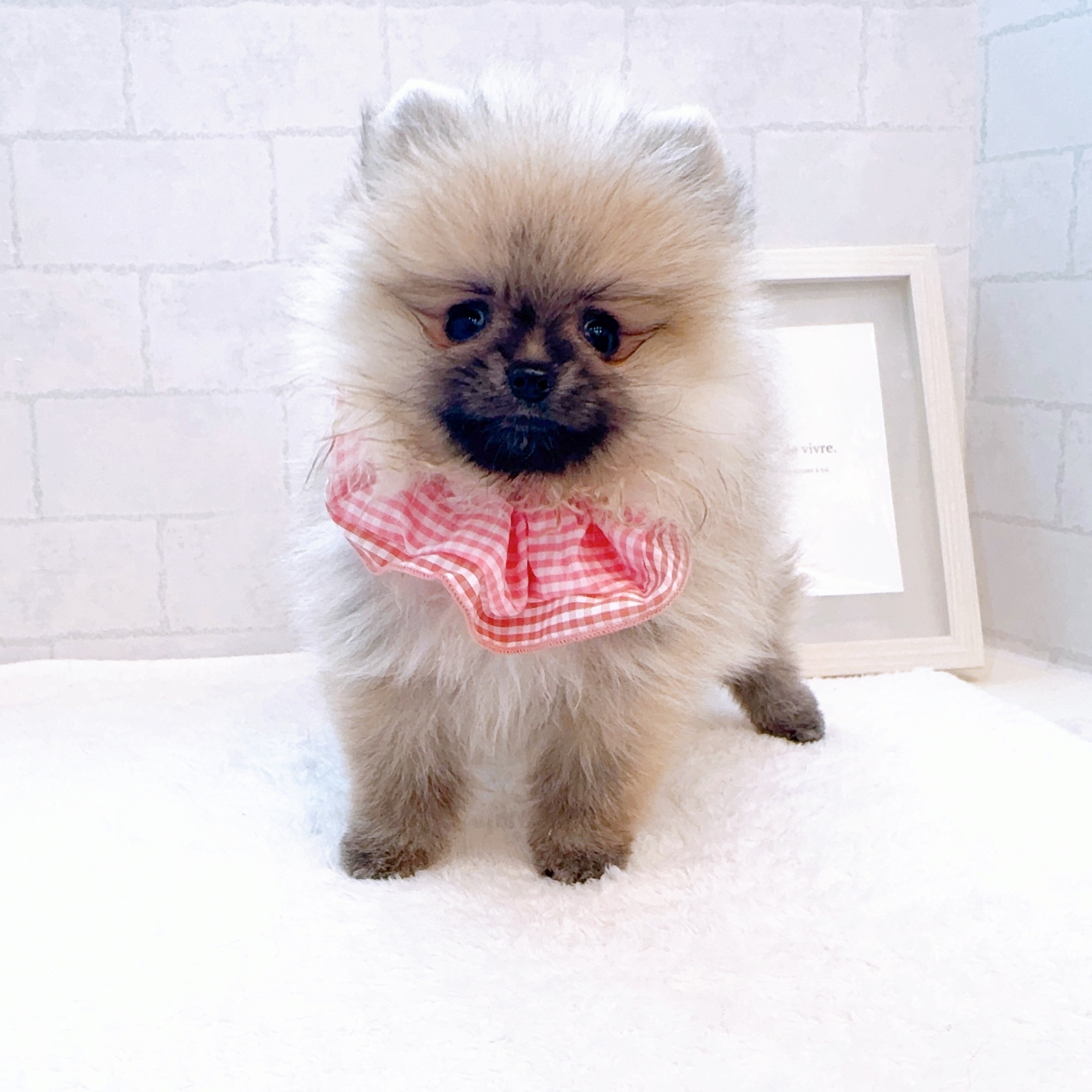 石川県のポメラニアン (犬の家＆猫の里金沢店/2025年12月30日生まれ/女の子/ウルフセーブル)の子犬の3枚目の画像